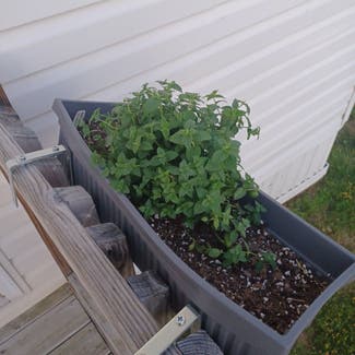 Peppermint plant in New Haven, Michigan