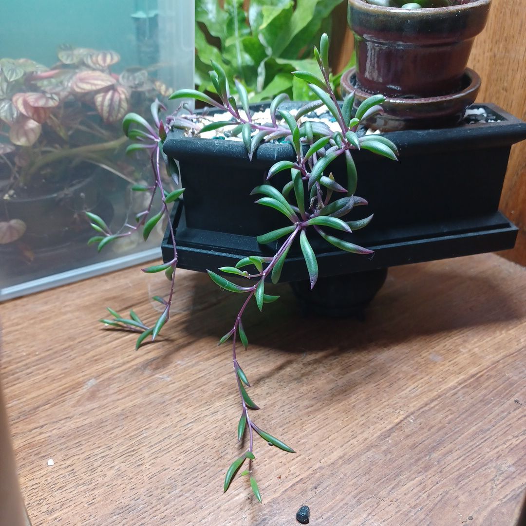 Angelica