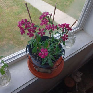 Sweet William plant in New Haven, Michigan