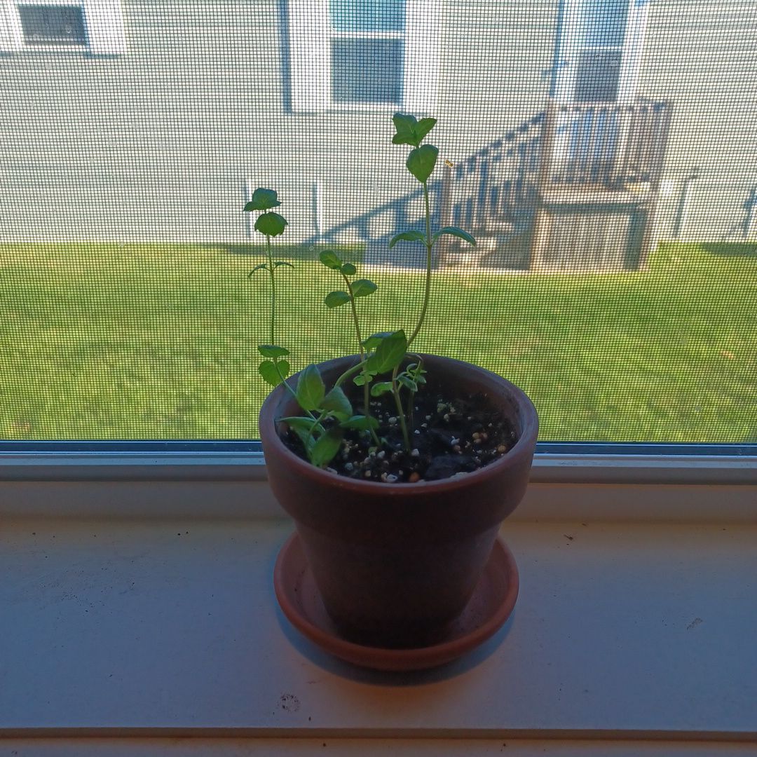 The Mint-ling