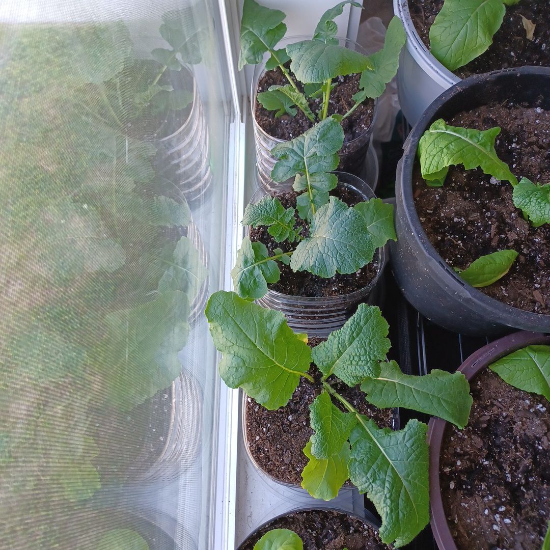 Several healthy Field Mustard plants in pots near a window.