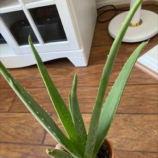 Aloe Vera plant in San Luis Obispo, California