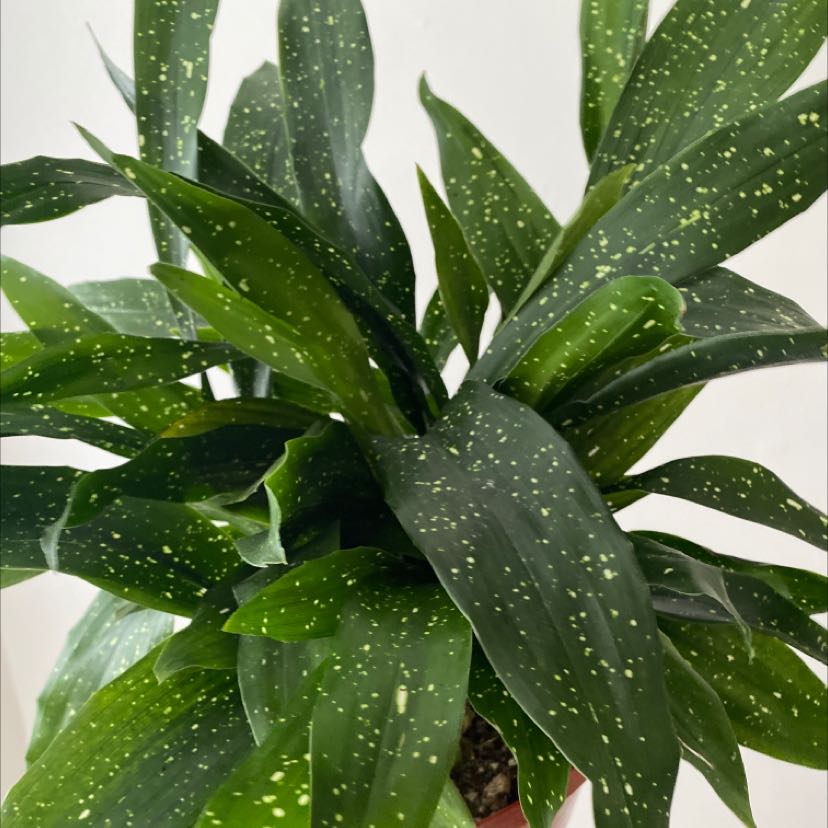Healthy Cast Iron Milky Way plant with green leaves speckled with white spots.