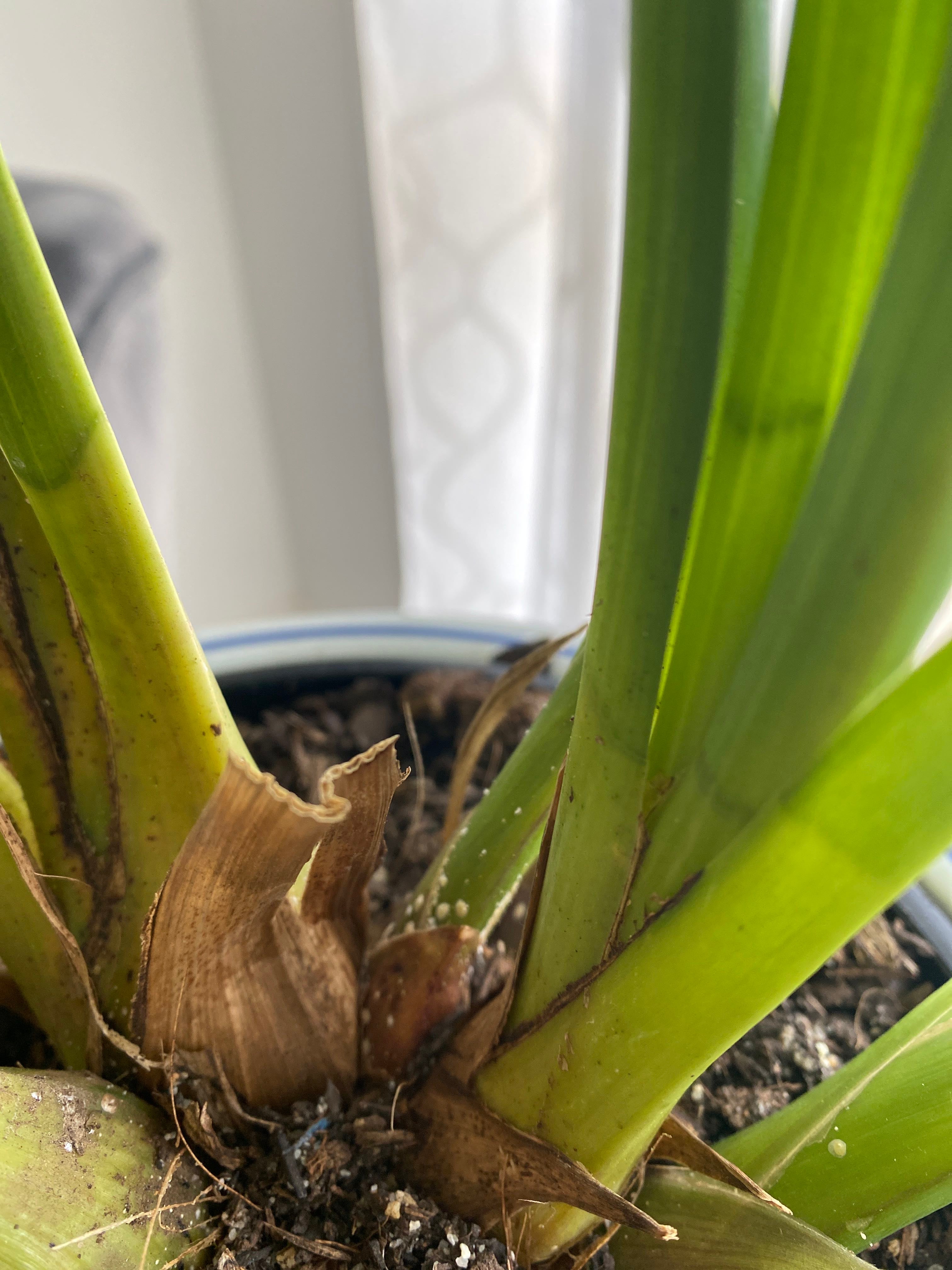 Ivory Cymbidium How Much Water & Light Does it Need to Thrive?