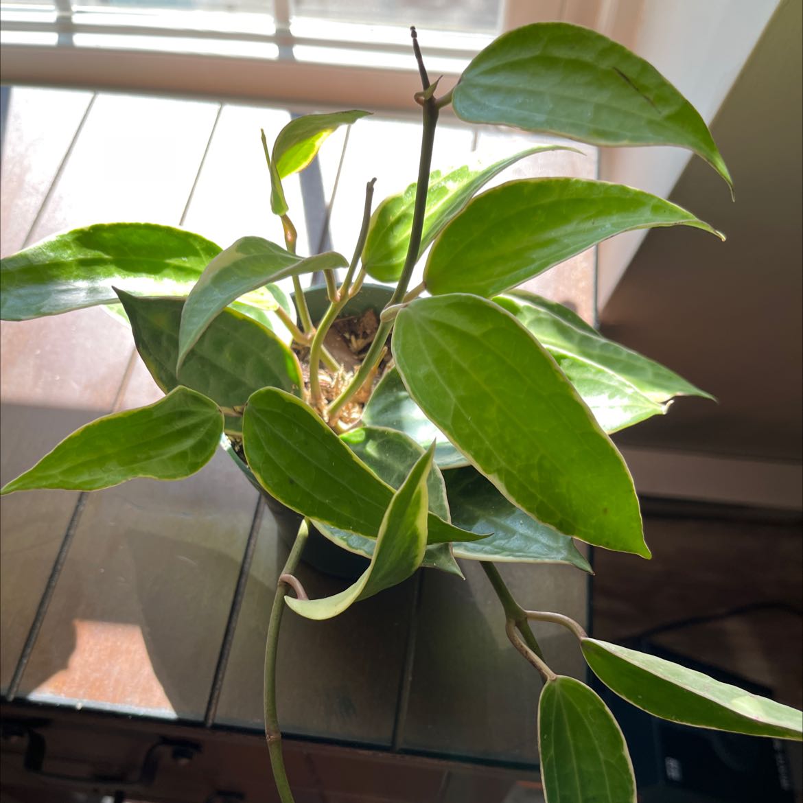 Hoya macrophylla plant with green leaves in a pot, well-framed and in focus.