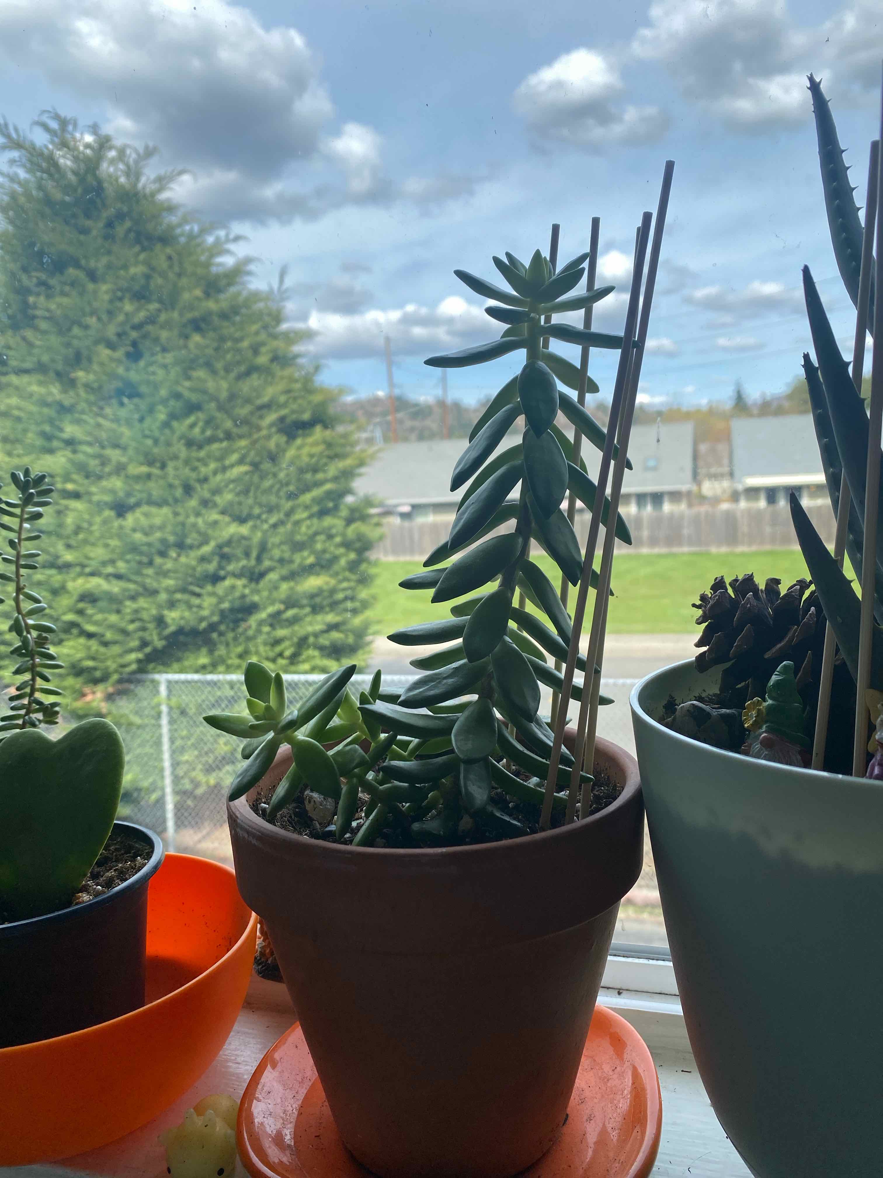 Potted Graptosedum 'Copper Glow' succulent supported by stakes, with a window view in the background.