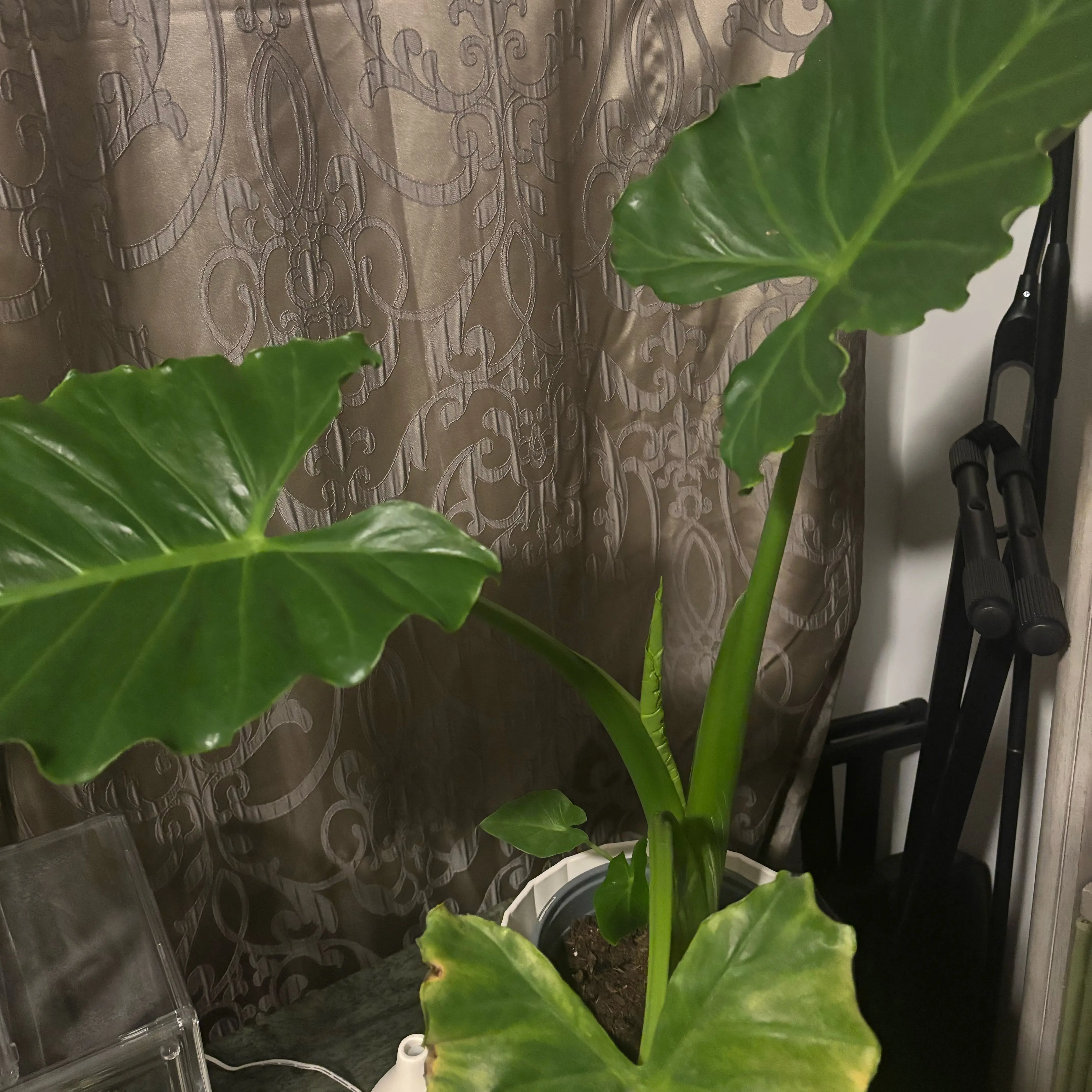 Photo of the plant species Calidora Elephant's Ear by @Aplantika named Alicia on Greg, the plant care app