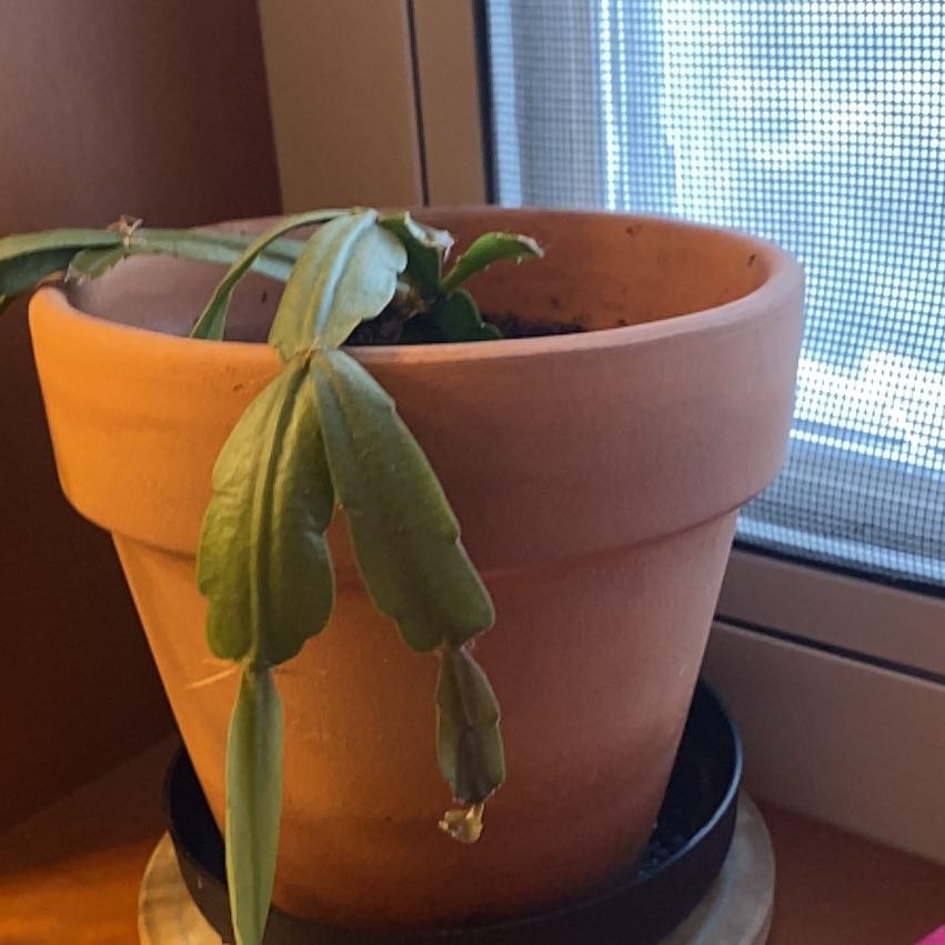 Potted Easter Cactus with drooping, segmented leaves near a window.