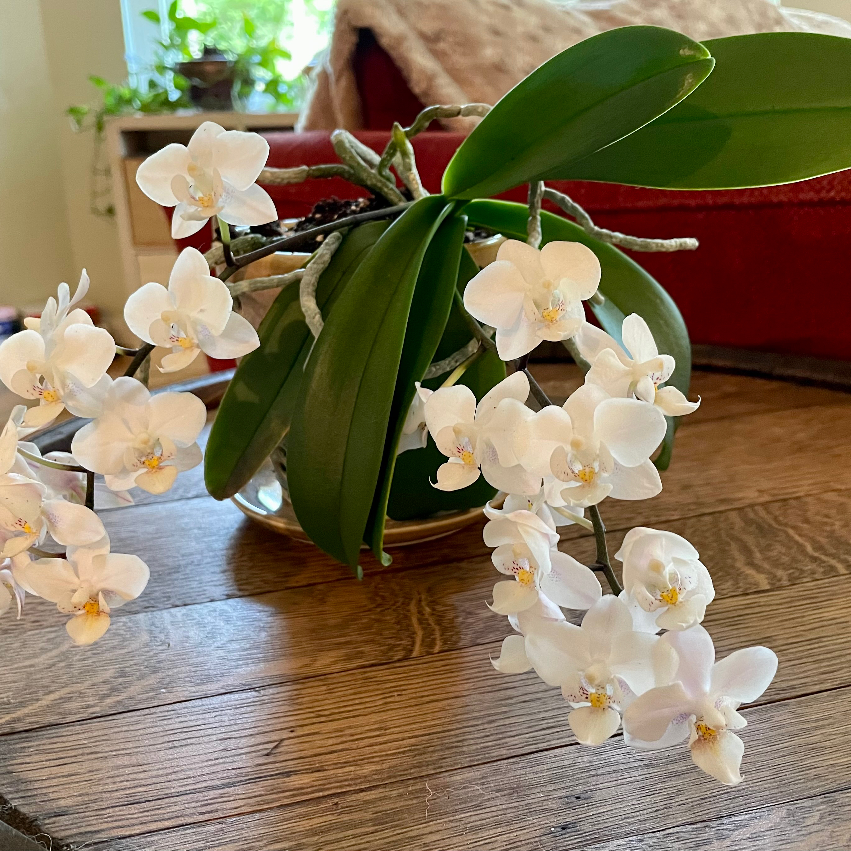 Mini Phalaenopsis Orchid with white flowers in an indoor setting.