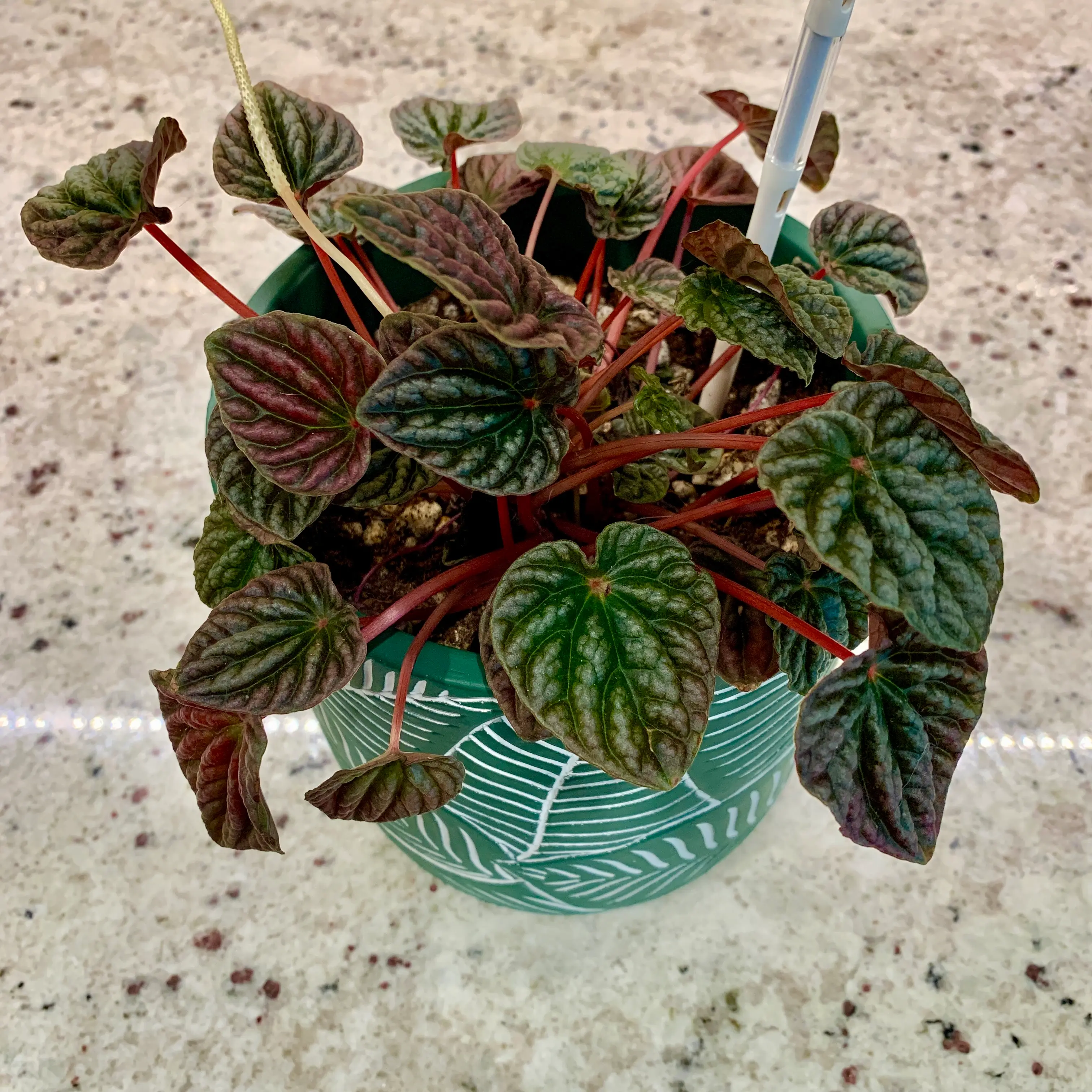 Photo of the plant species Raspberry Ripple Peperomia by @CalatheaQueen named Jasmine on Greg, the plant care app