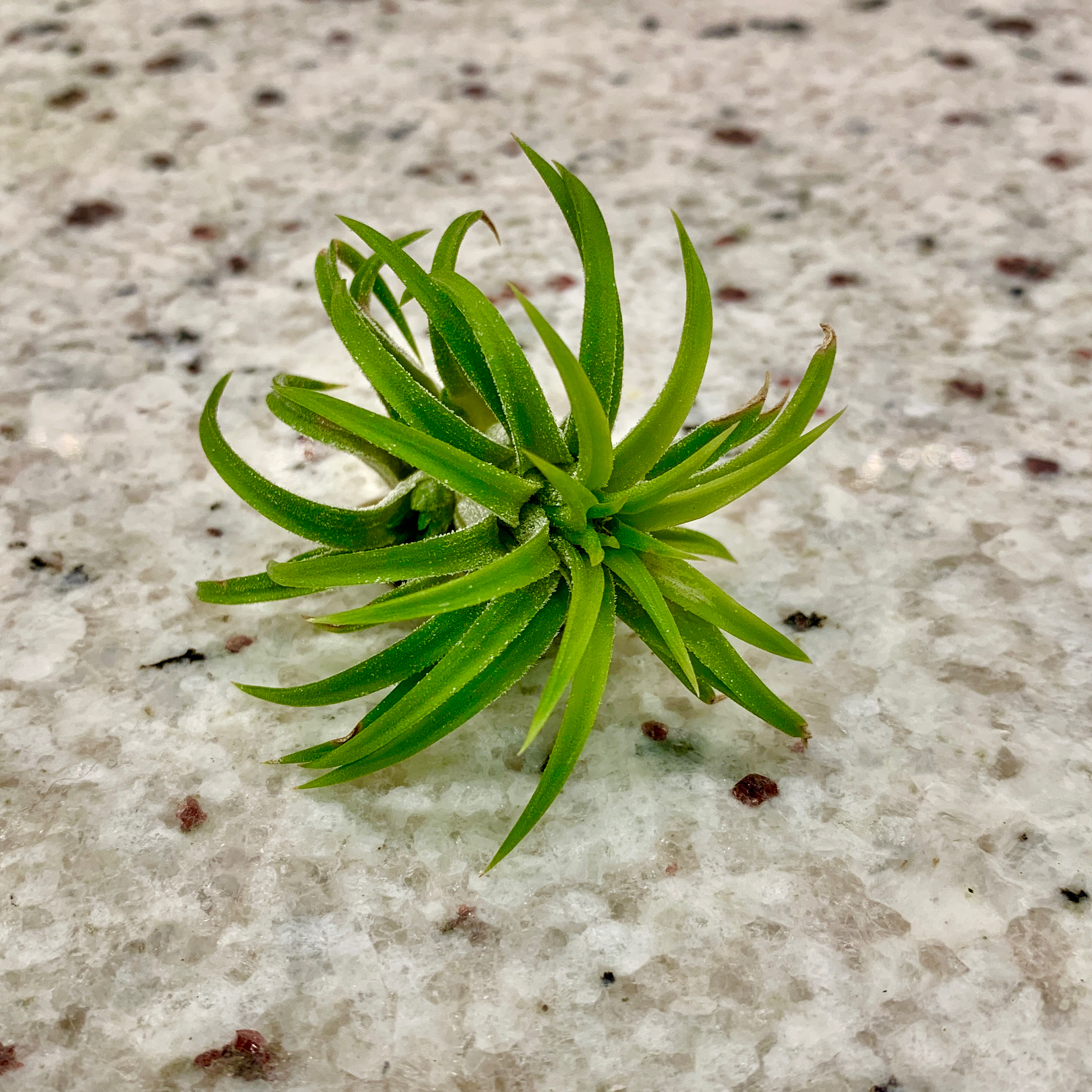 Photo of the plant species Tillandsia 'Druid' by @CalatheaQueen named Antonio on Greg, the plant care app