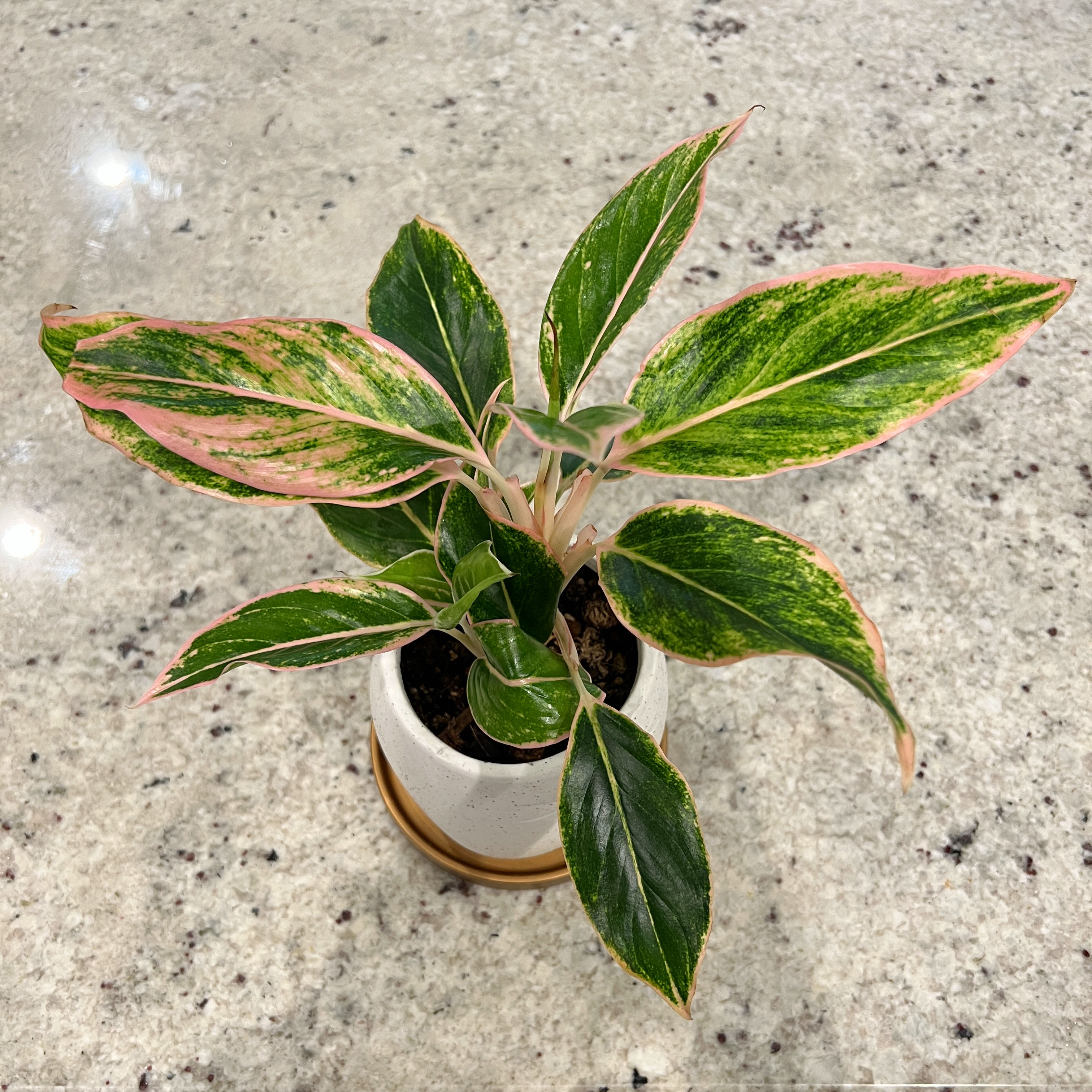 Potted Aglaonema 'Sparkling Sarah' plant with variegated green and pink leaves.