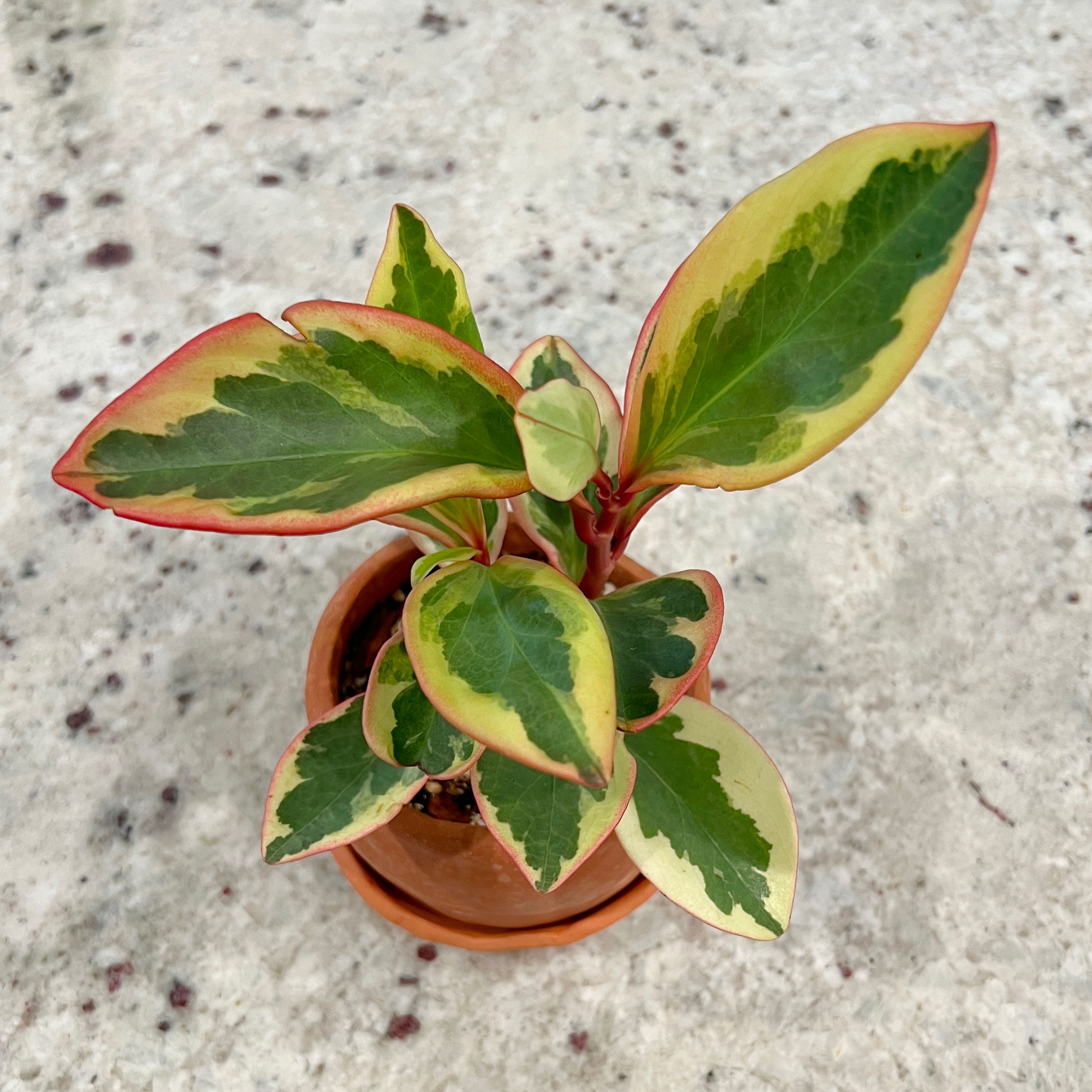 Photo of the plant species Jelly Plant by @CalatheaQueen named Judith on Greg, the plant care app