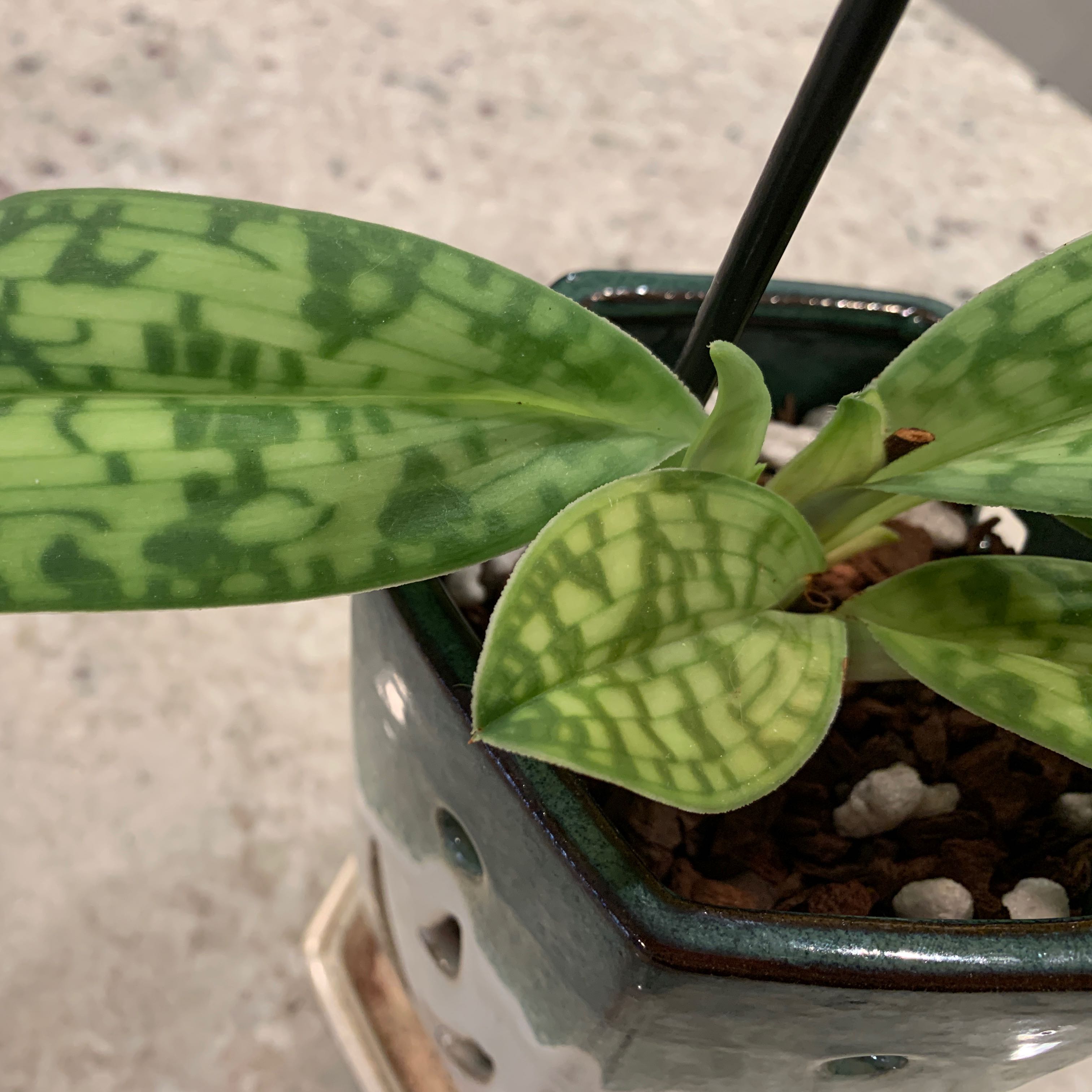 Photo of the plant species Hawaiian Moonlight Slipper Orchid by @CalatheaQueen named Aloha on Greg, the plant care app