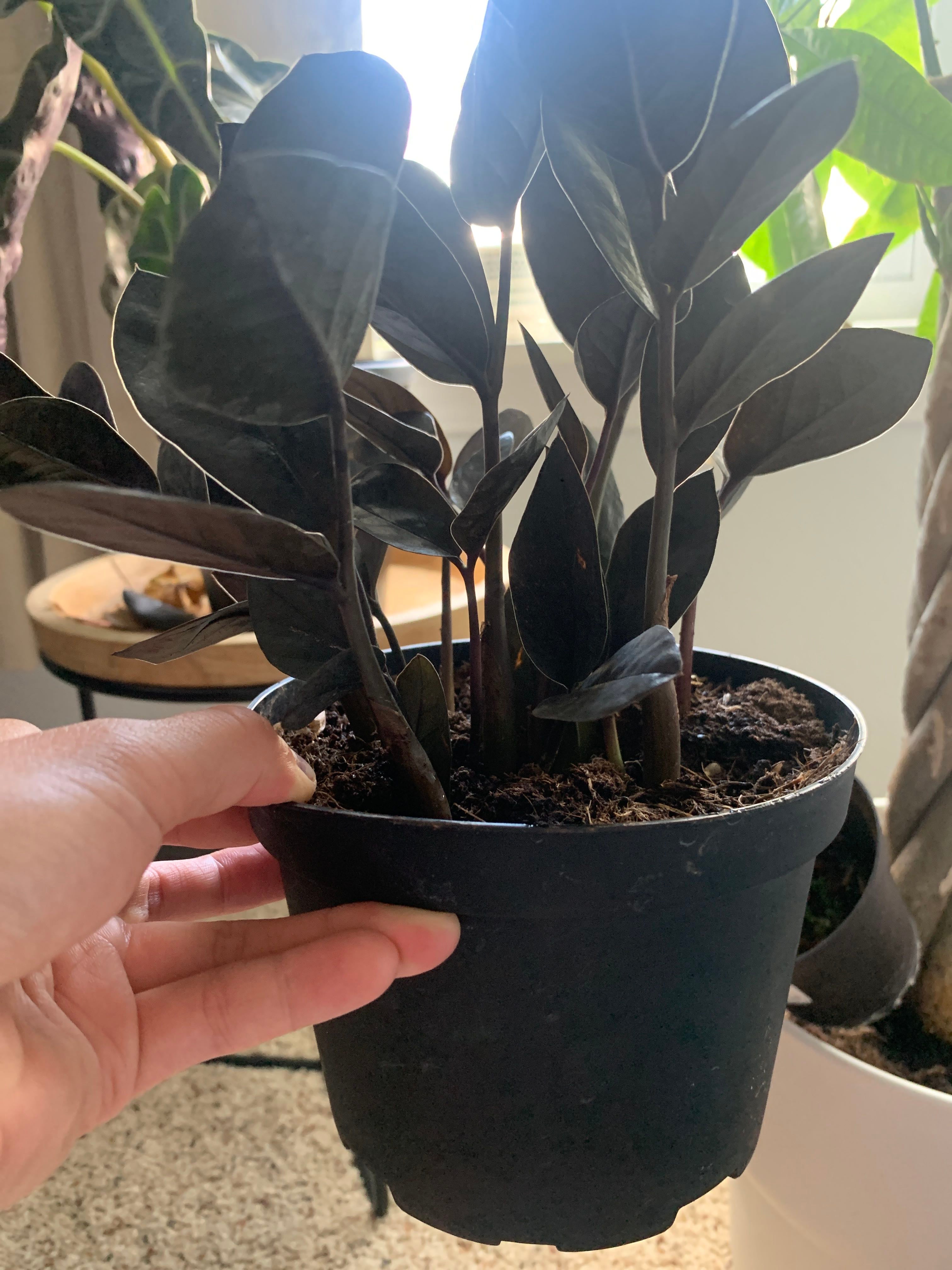 New ZZ plant growth, time to repot?