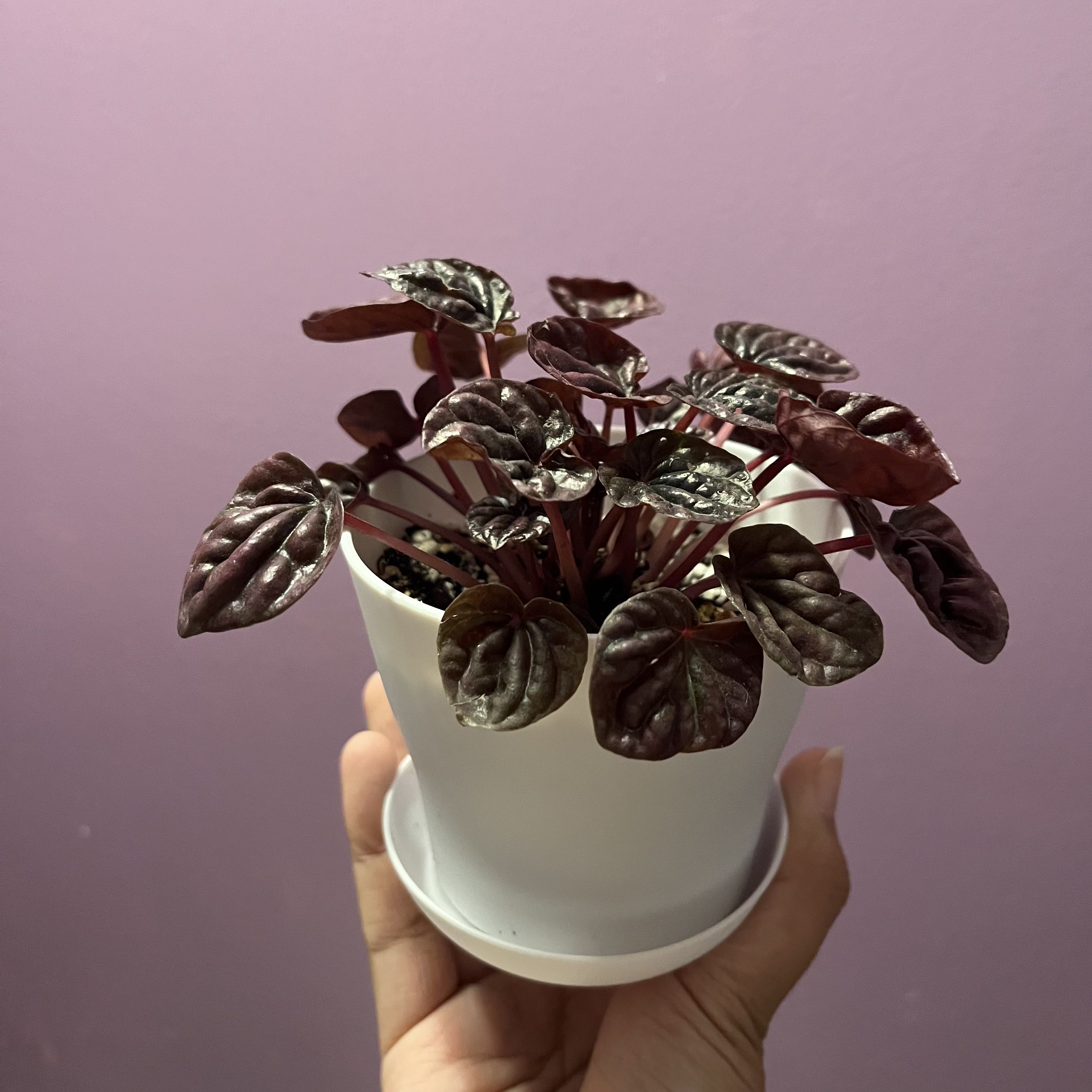 Schumi Red Peperomia plant in a white pot held by a hand against a purple background.