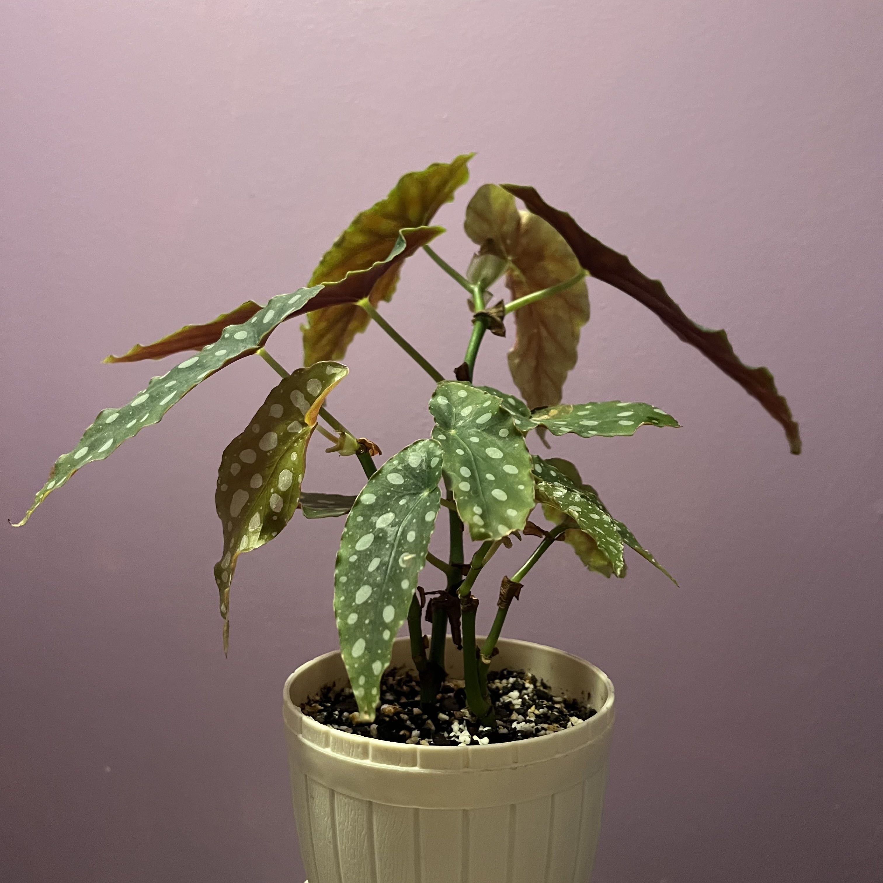 Photo of the plant species Polka Dot Begonia by @arty named Betty on Greg, the plant care app