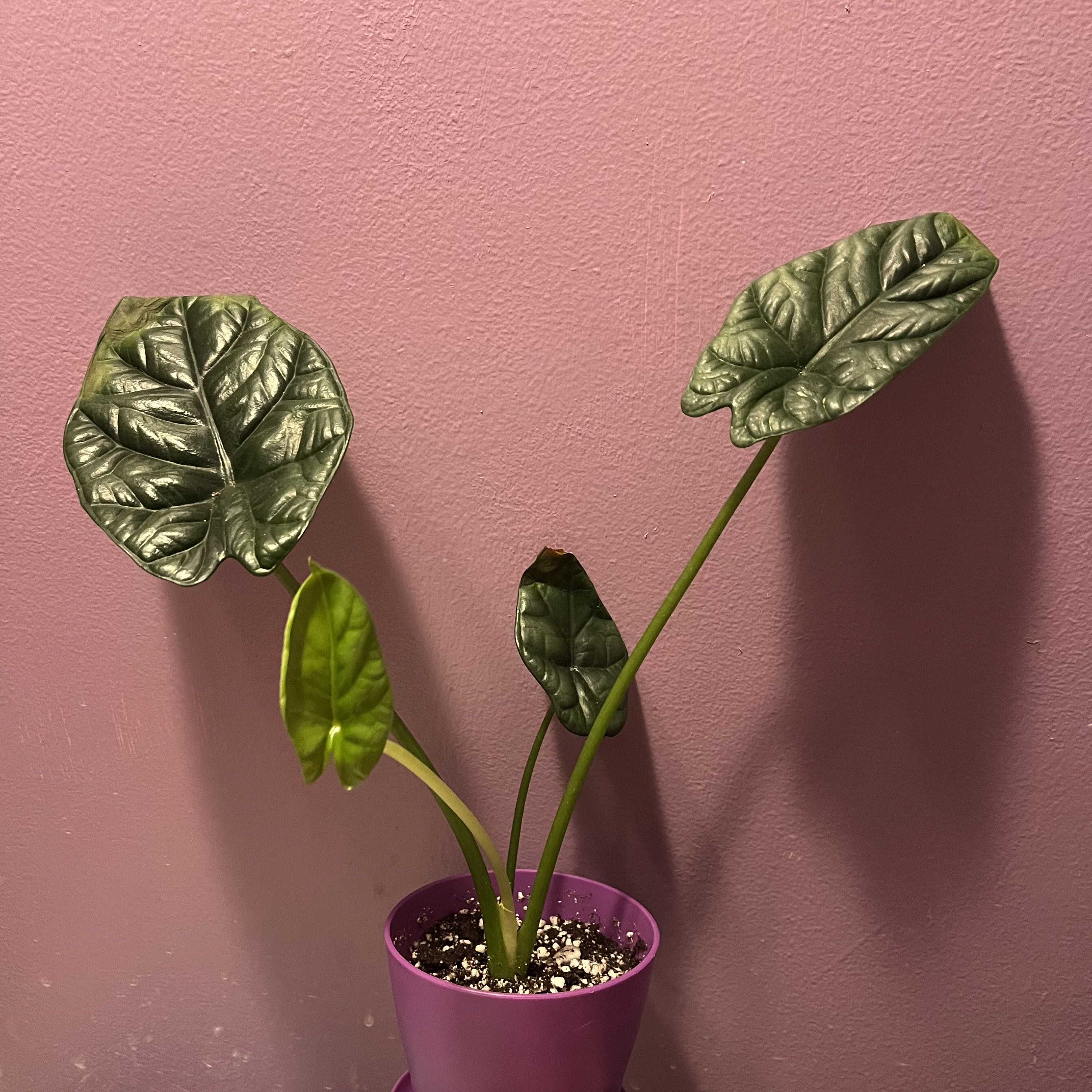 Jewel Alocasia plant with three healthy leaves in a purple pot against a pink background.