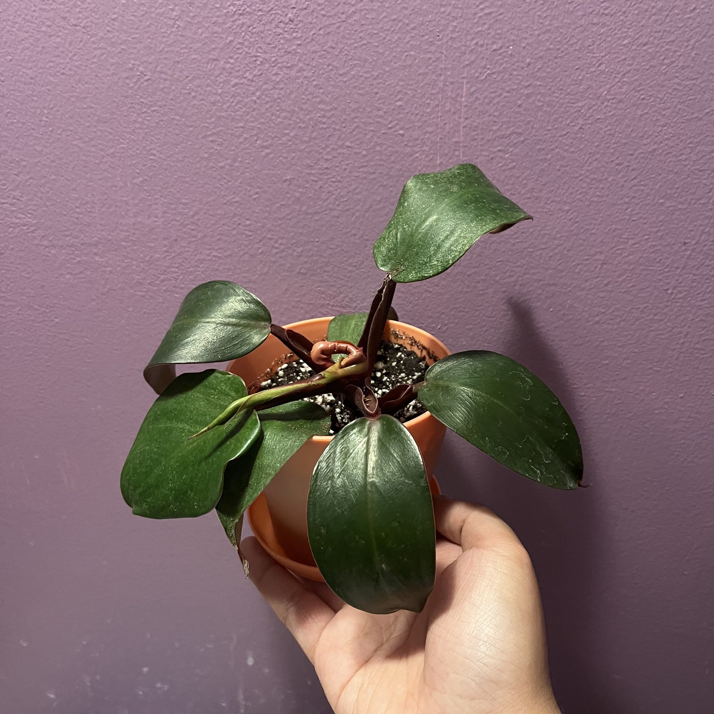 Philodendron 'Imperial Red' plant in a small pot held by a hand against a purple wall.
