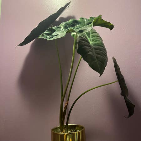 Photo of the plant species Alocasia 'Chantrieri' by Arty named Chantel on Greg, the plant care app