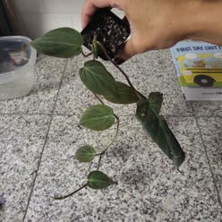 Philodendron Micans plant