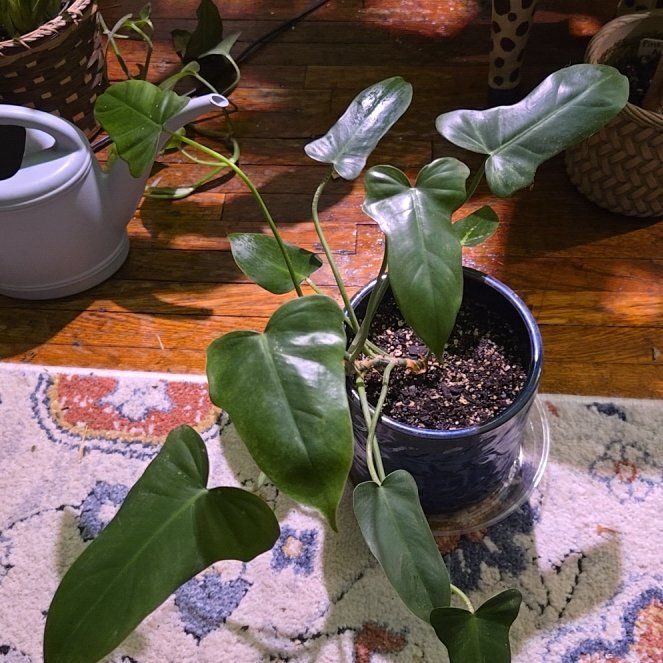 Photo of the plant species Philodendron Mottled Dragon by @WholesomeTutu named Toothless on Greg, the plant care app