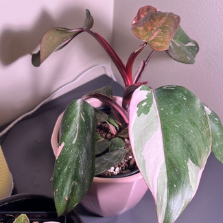 Pink Princess Philodendron plant in Minneapolis, Minnesota