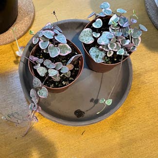 variegated string of hearts plant in Minneapolis, Minnesota