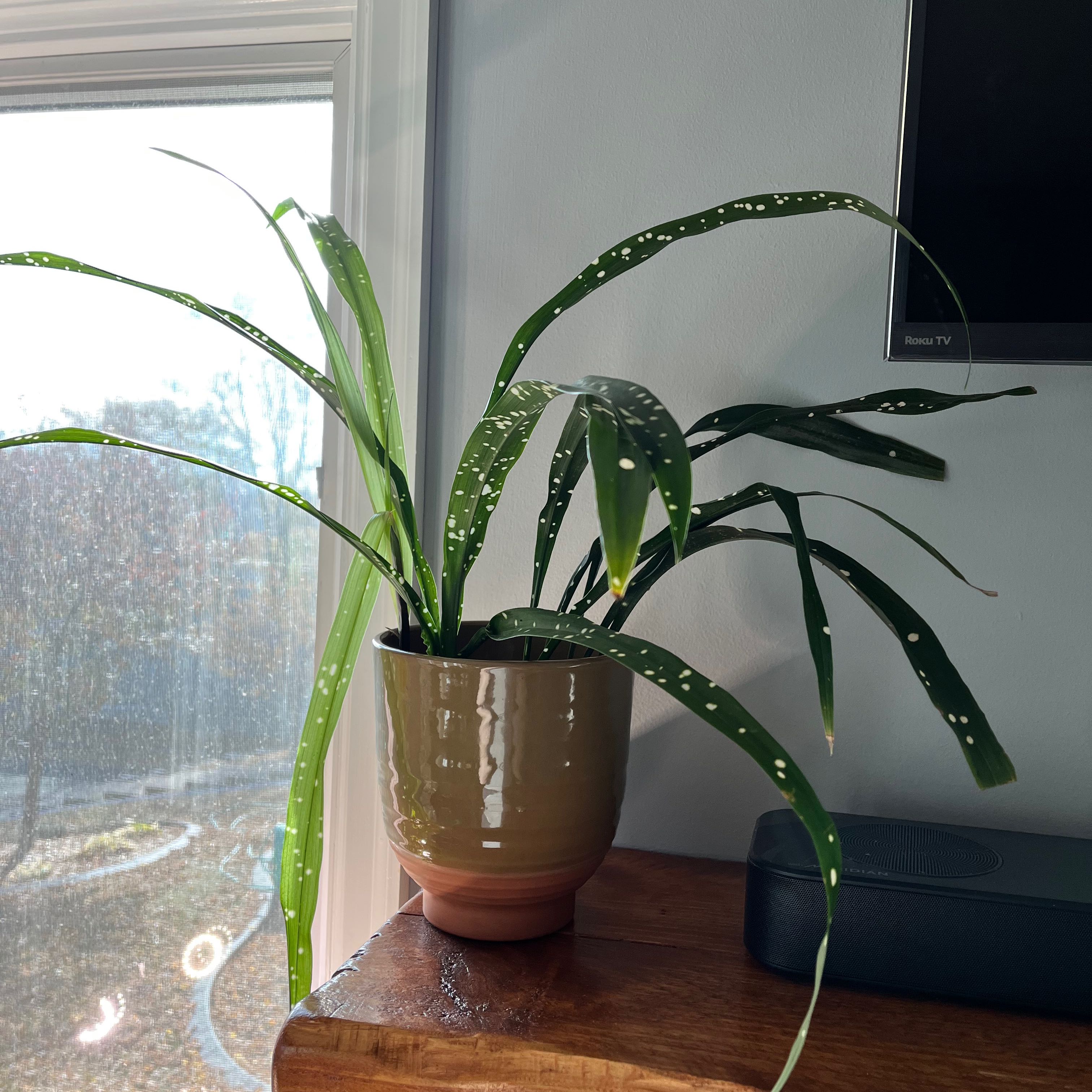 Photo of the plant species Variegated Cast Iron Plant by @hurricanem named Si on Greg, the plant care app