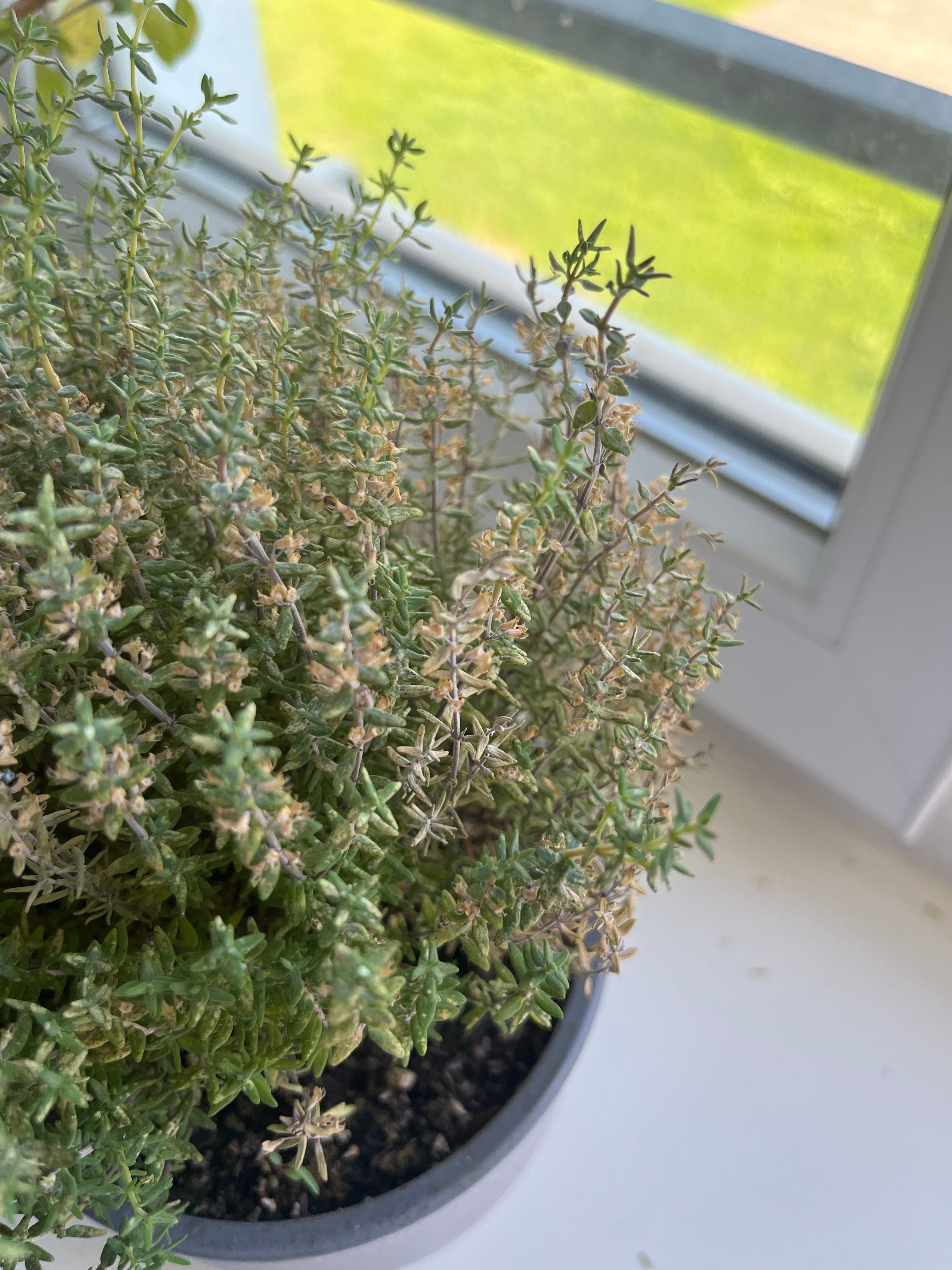 🌸 Ultimate Guide to Fixing Flower Problems in Common Thyme