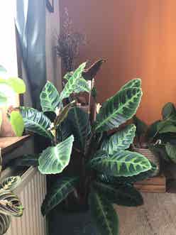 Jungle Velvet plant
