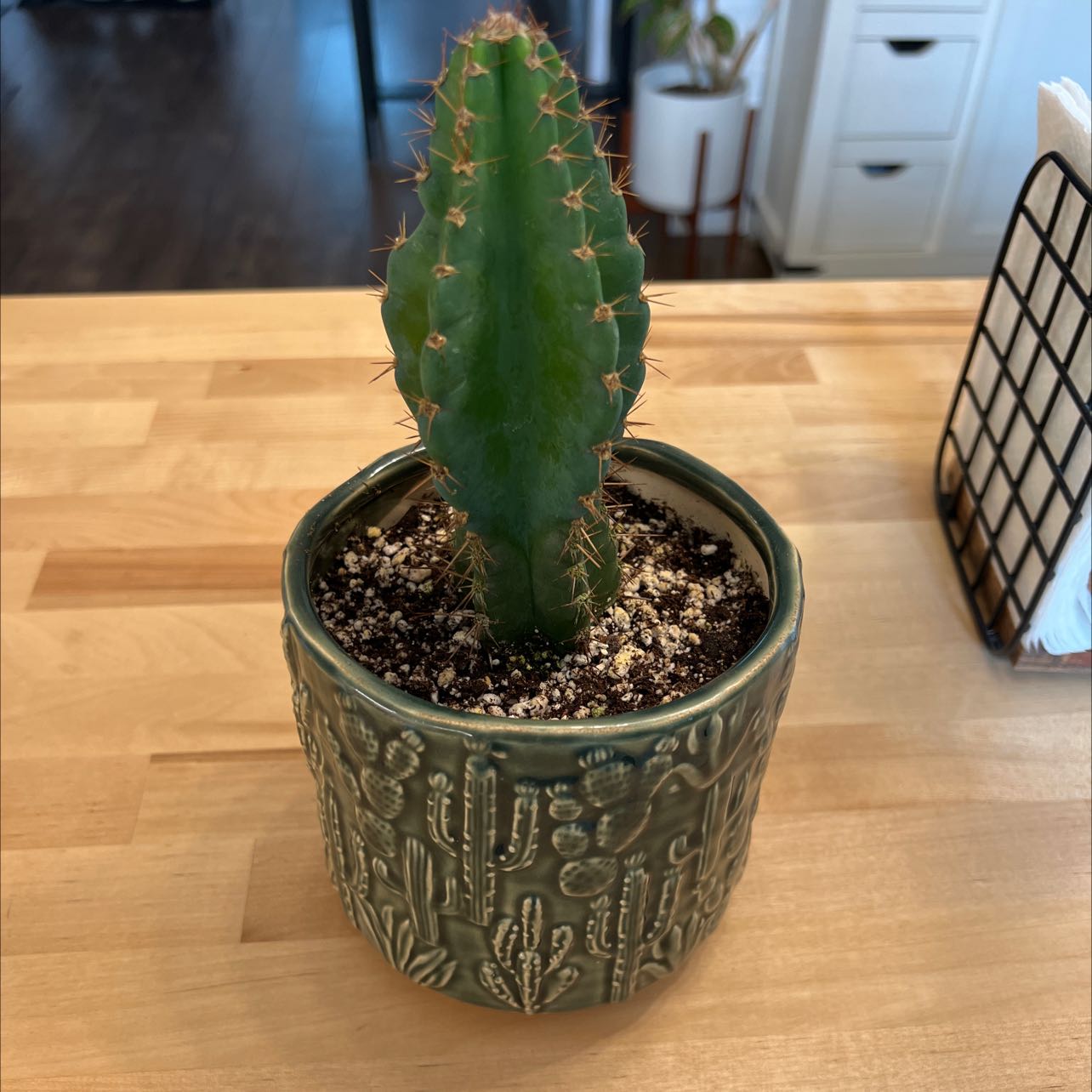 Photo of the plant species Cereus Cactus by @Olivia416 named Your plant on Greg, the plant care app