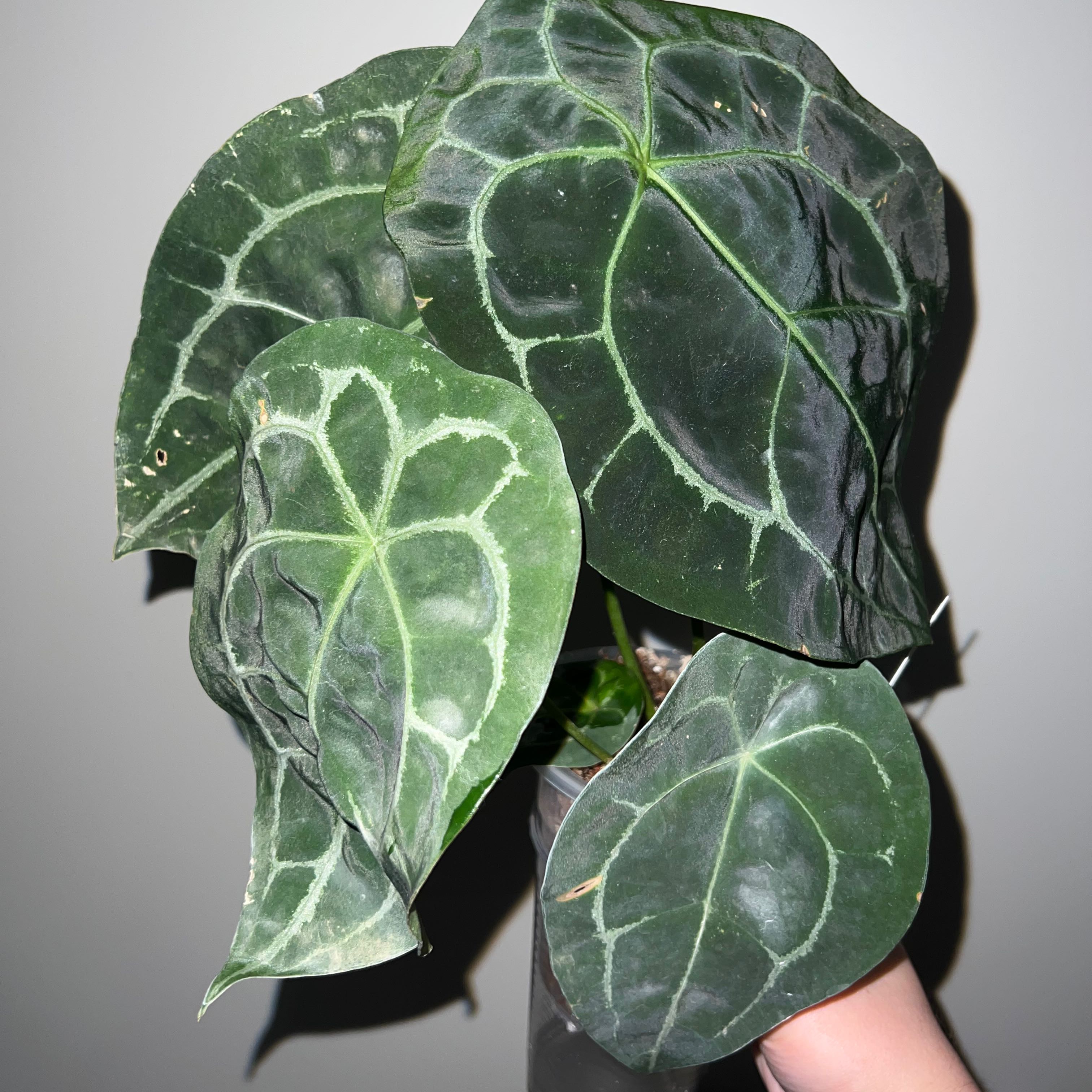 Anthurium forgetii plant with large, dark green leaves and prominent white veins, held by a hand.
