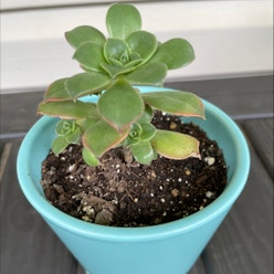 Aeonium 'Kiwi' plant
