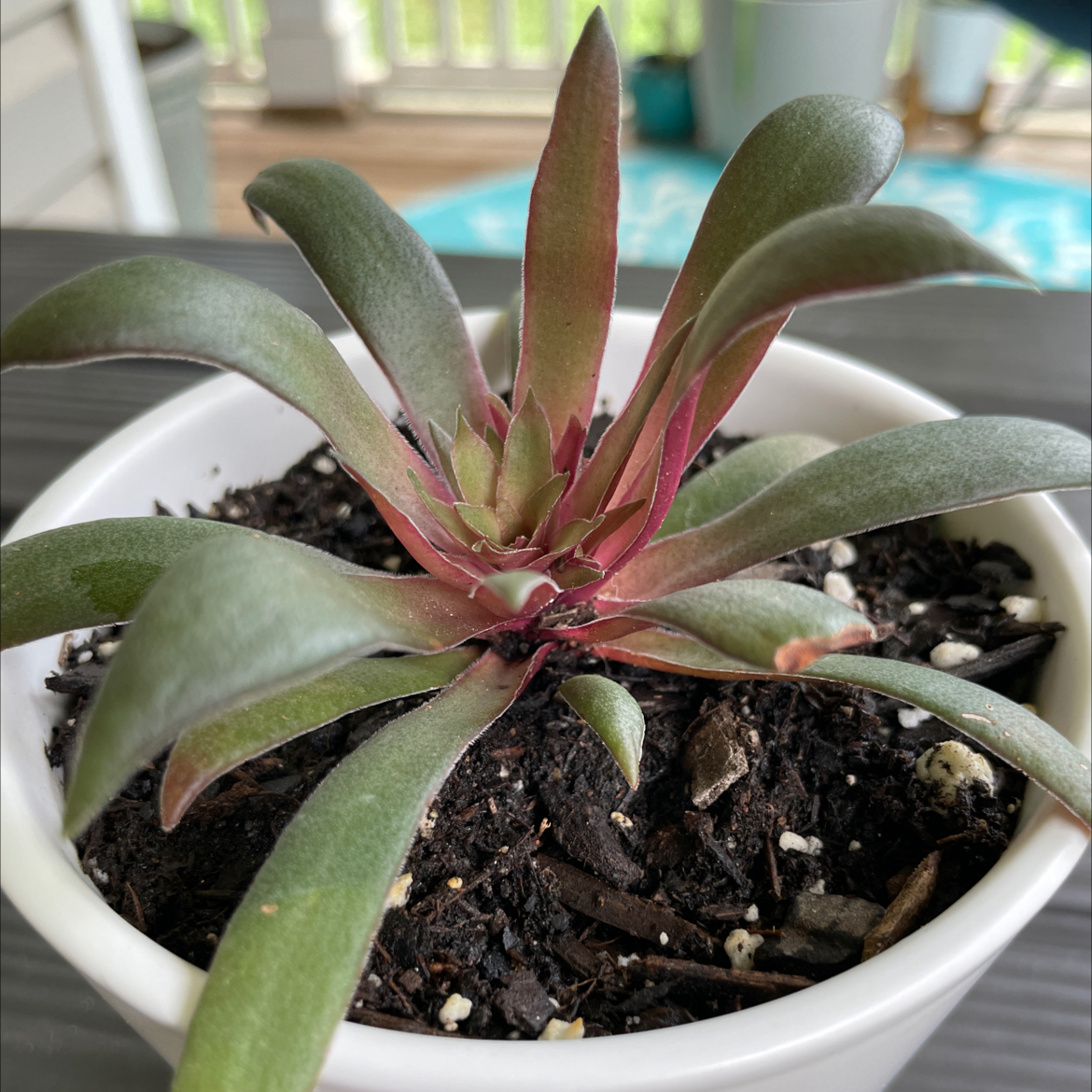 Your plant