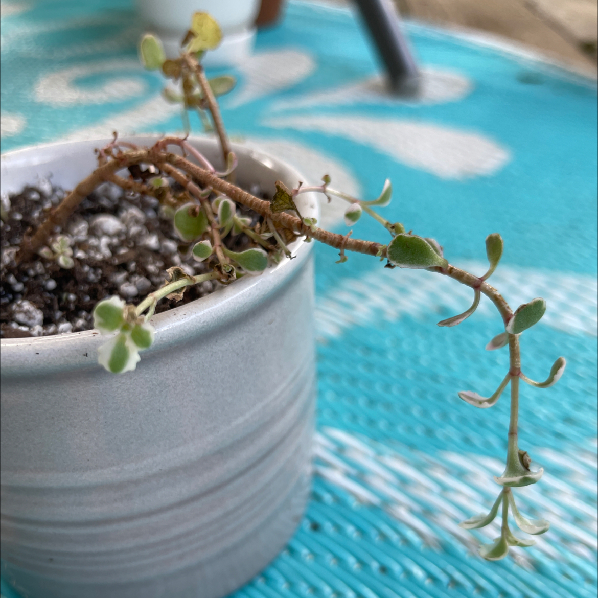 Sedum 'Little Missy' plant in a small pot with some browning leaves and sparse foliage.