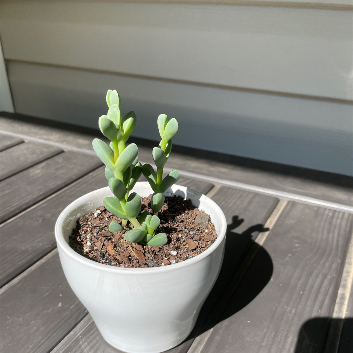 Potted Beads Lampranthus succulent with bead-like leaves in a white pot.