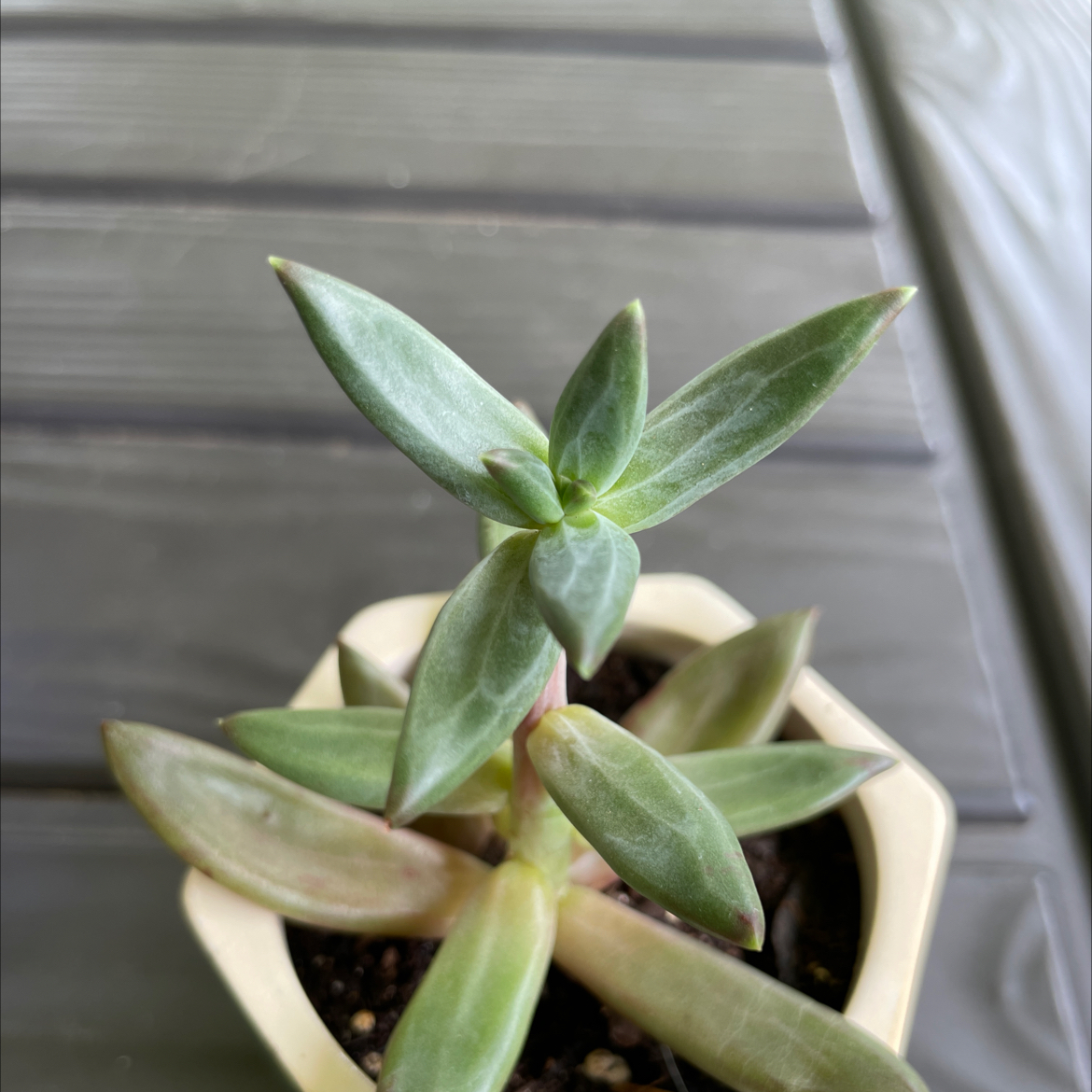 Your plant