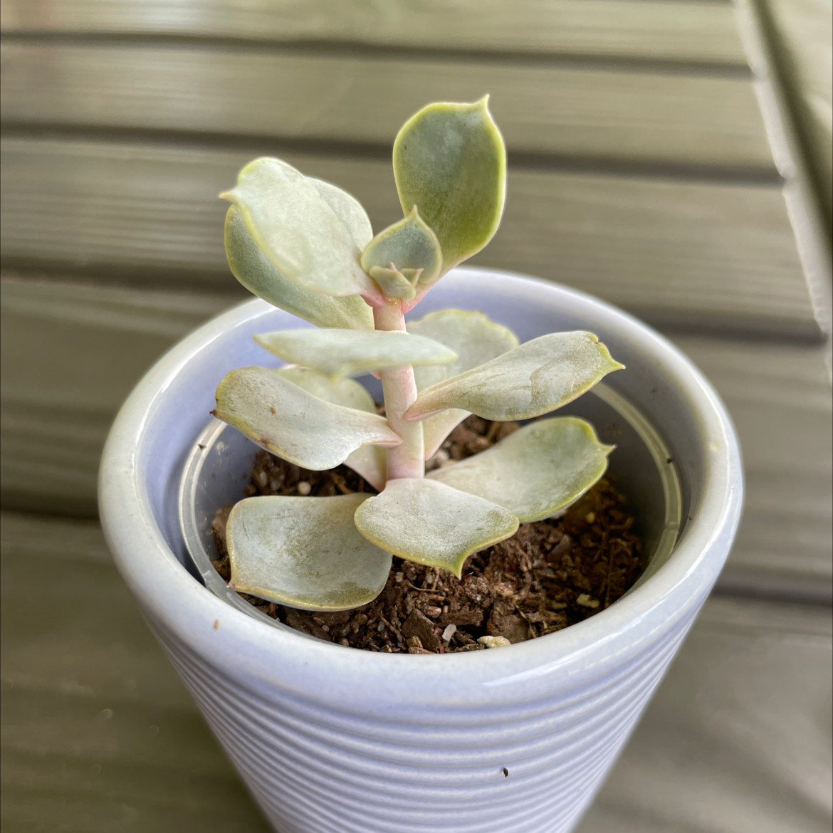 Potted Ghost Echeveria plant in a blue pot with visible soil, well-framed and in focus.