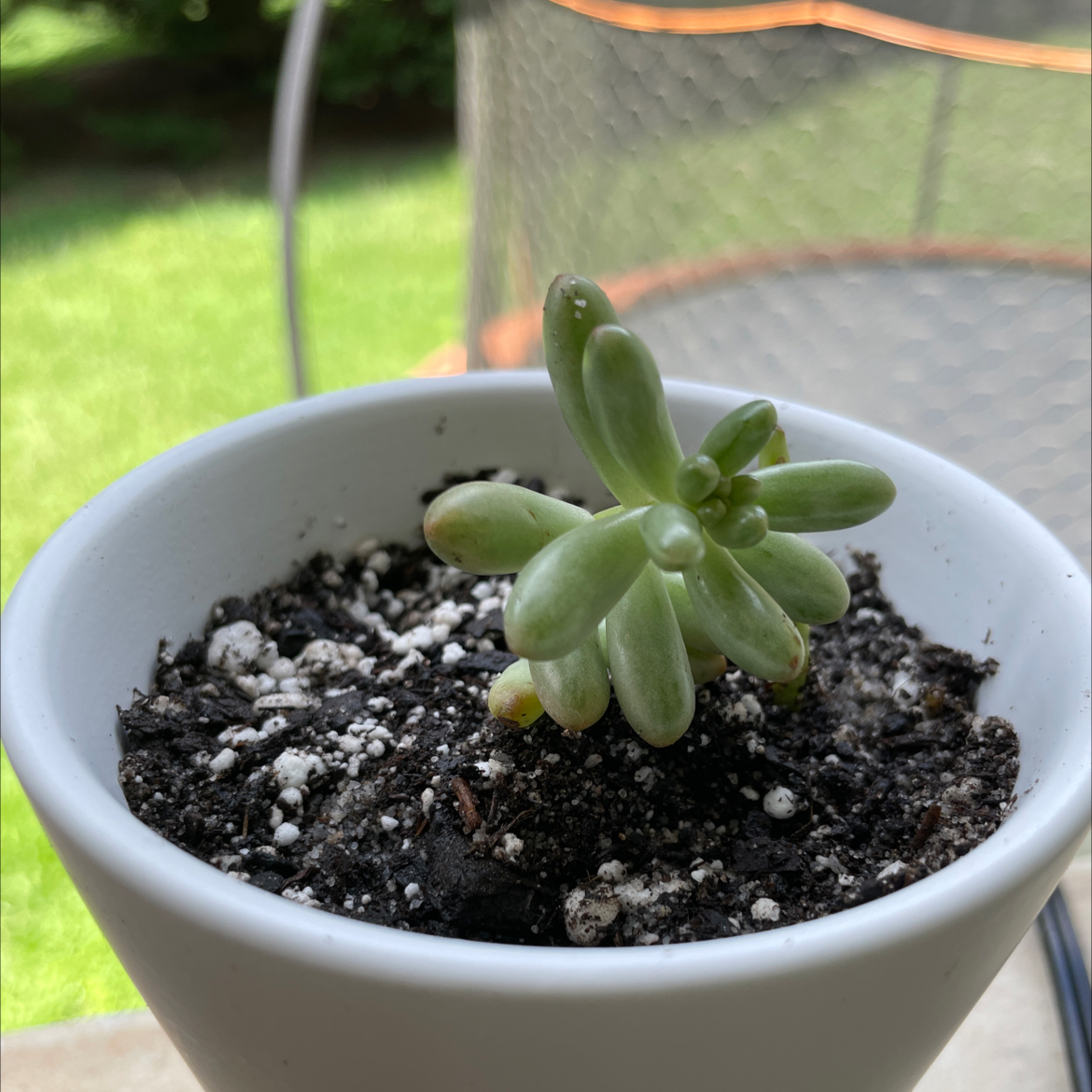 Aurora Pink Jelly Bean succulent in a white pot with visible soil.
