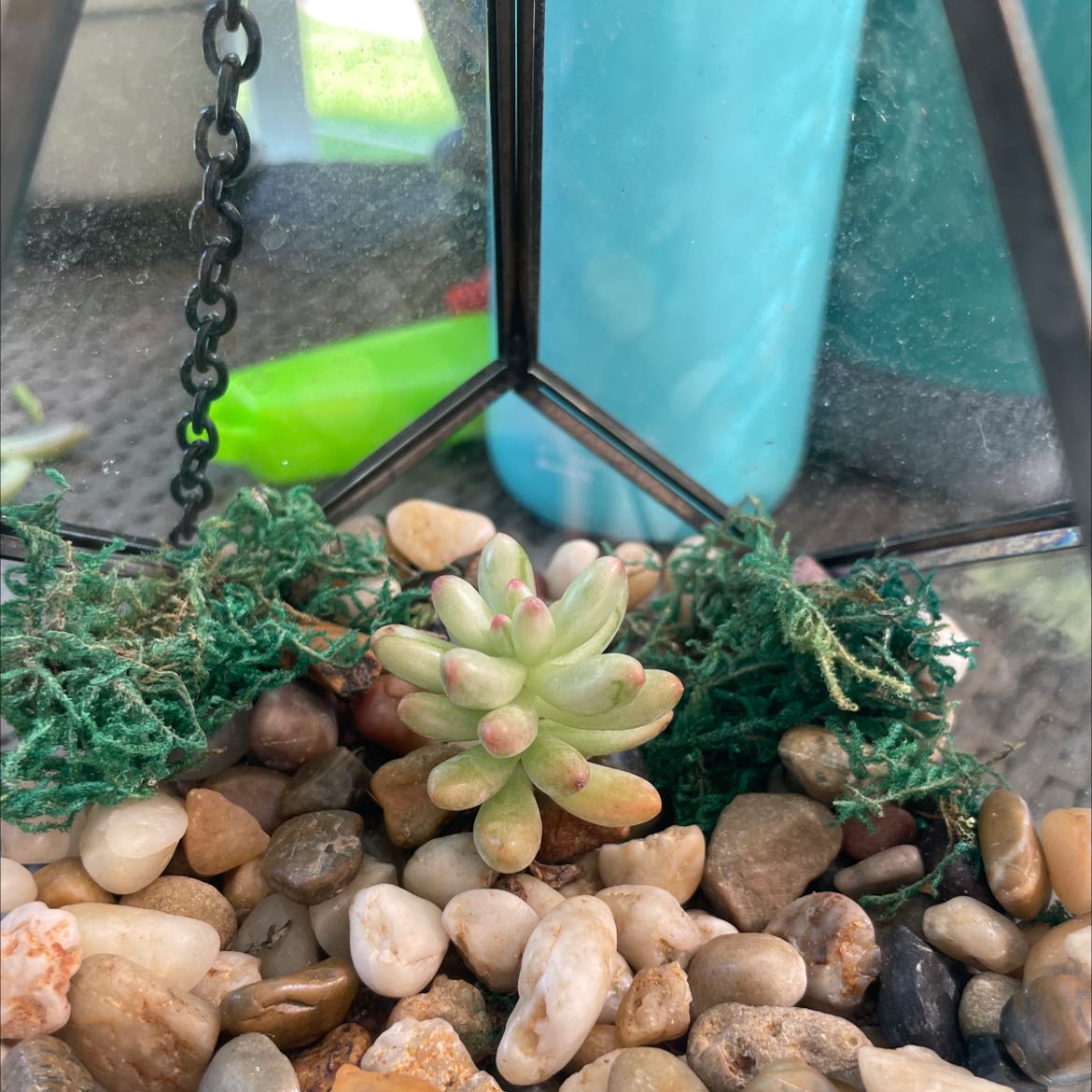 Aurora Pink Jelly Bean succulent in a terrarium with pebbles and moss.