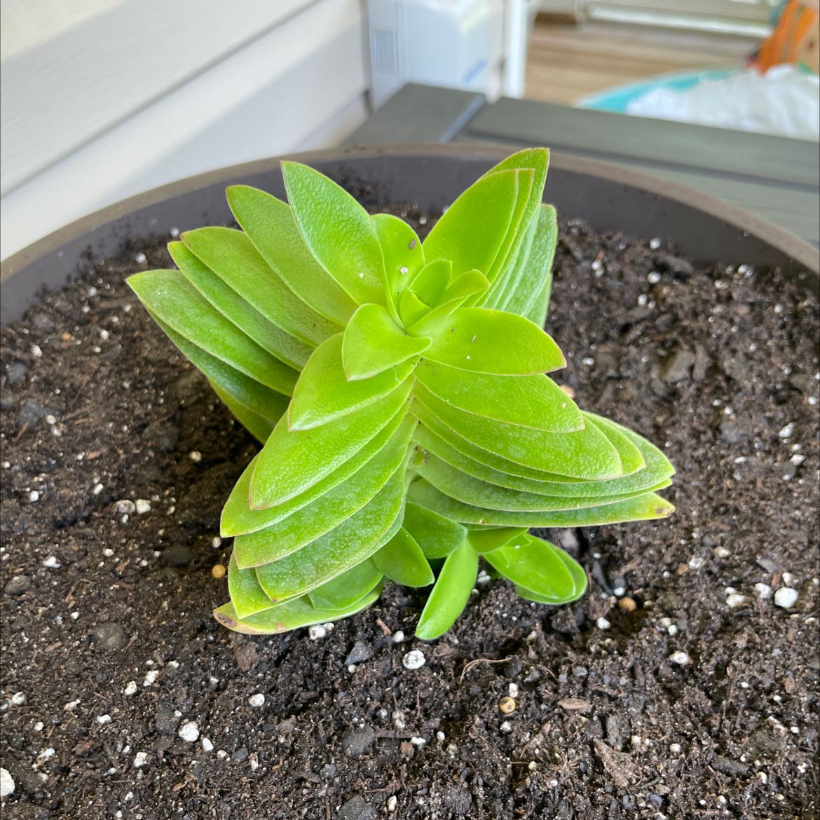 Crassula capitella 'Campfire' plant in a pot with visible soil, healthy green leaves.