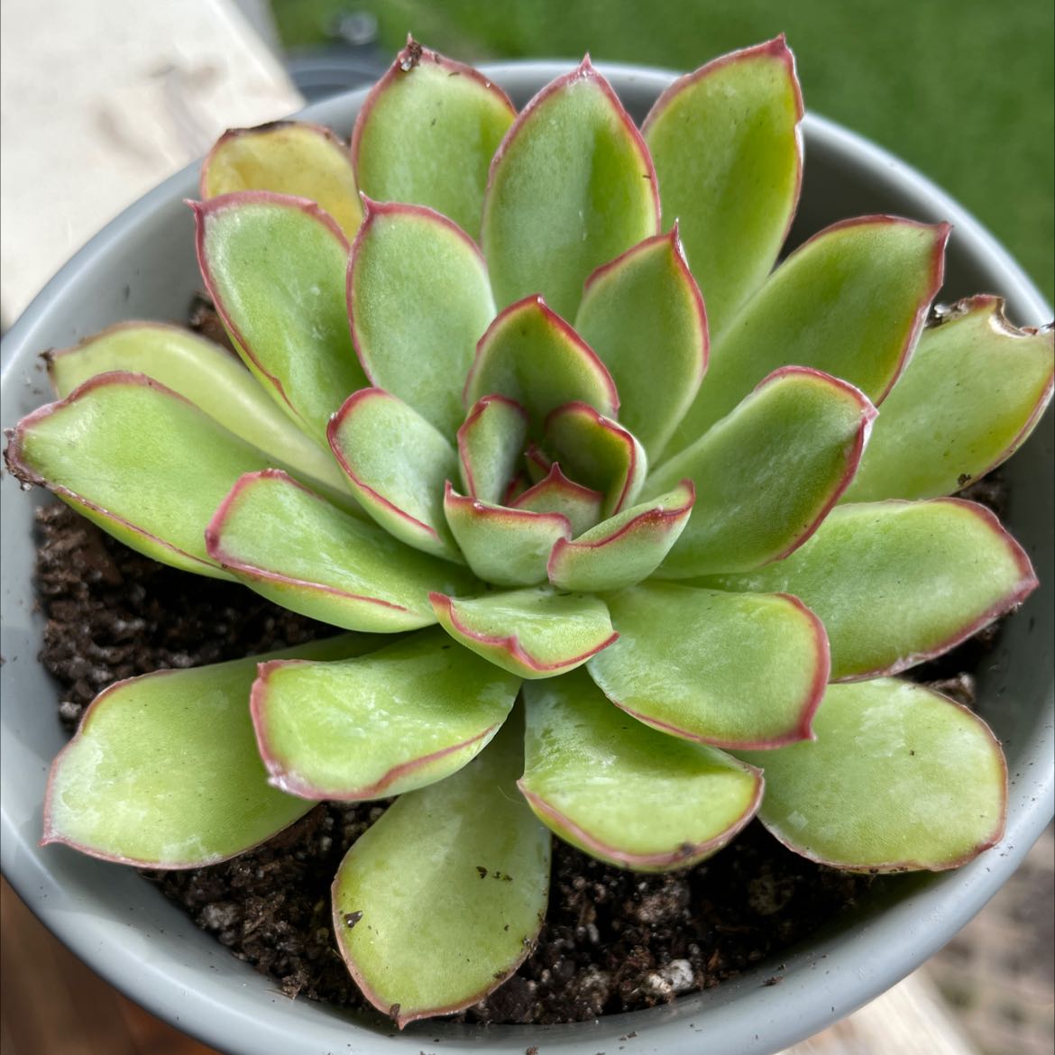 Photo of the plant species Echeveria pulidonis by @Fuzzeefrog named Your plant on Greg, the plant care app