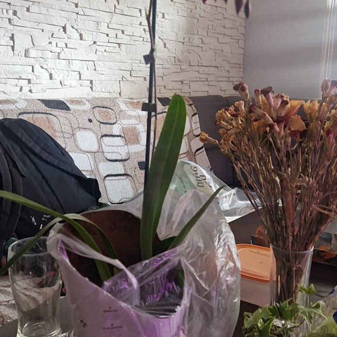 Photo of the plant species Orchid by @QuirkyMayten named Taylor Swift on Greg, the plant care app