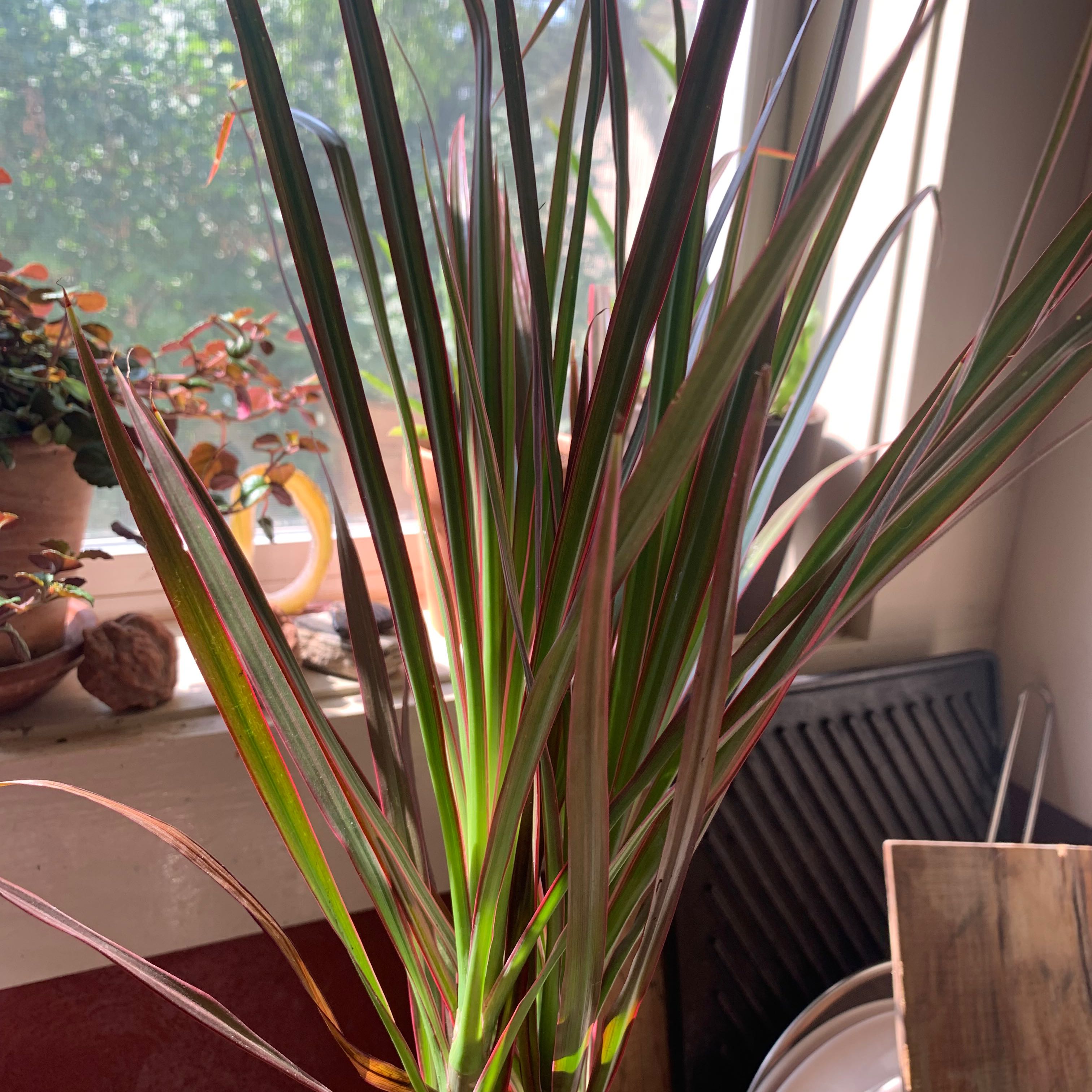 Dracaena plant with long, narrow leaves with red edges, indoors near a window.