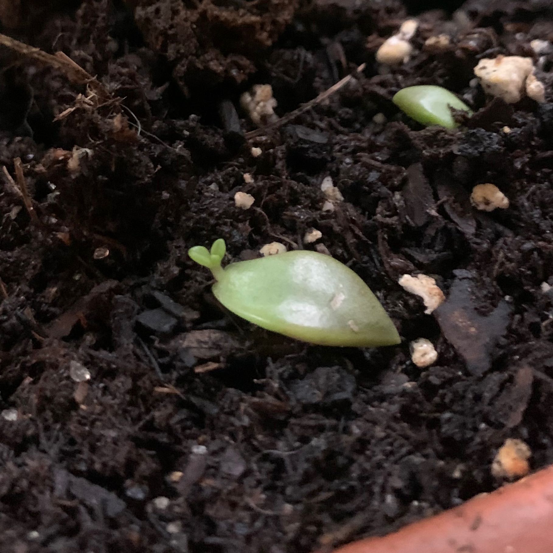 Photo of the plant species Echeveria Whitening by @HeadWildlime named Echevaria elegans on Greg, the plant care app