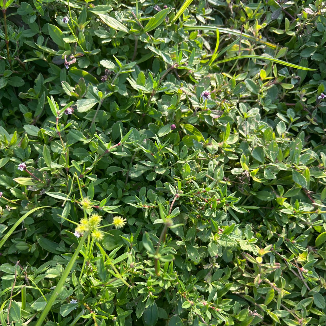 Photo of the plant species Turkey Tangle Fogfruit by @WelllikedBetel named Your plant on Greg, the plant care app