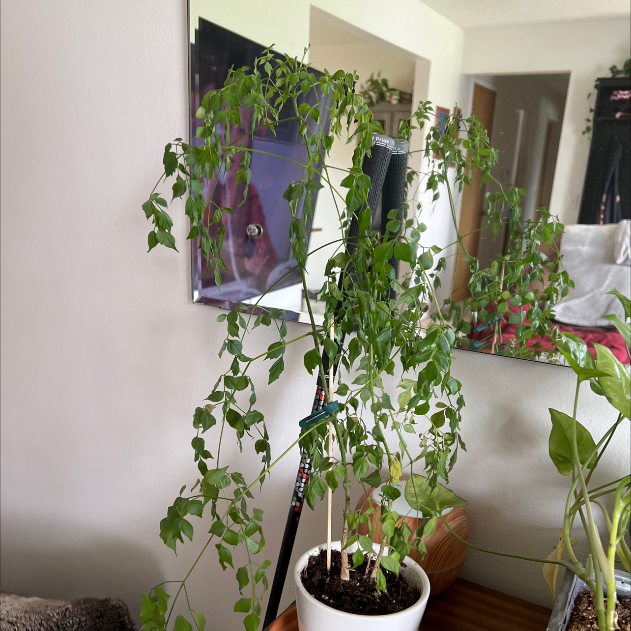 A healthy China Doll plant with lush green foliage, potted indoors in a living space.