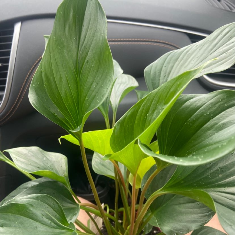 Homalomena 'Emerald Gem' plant with healthy green leaves.