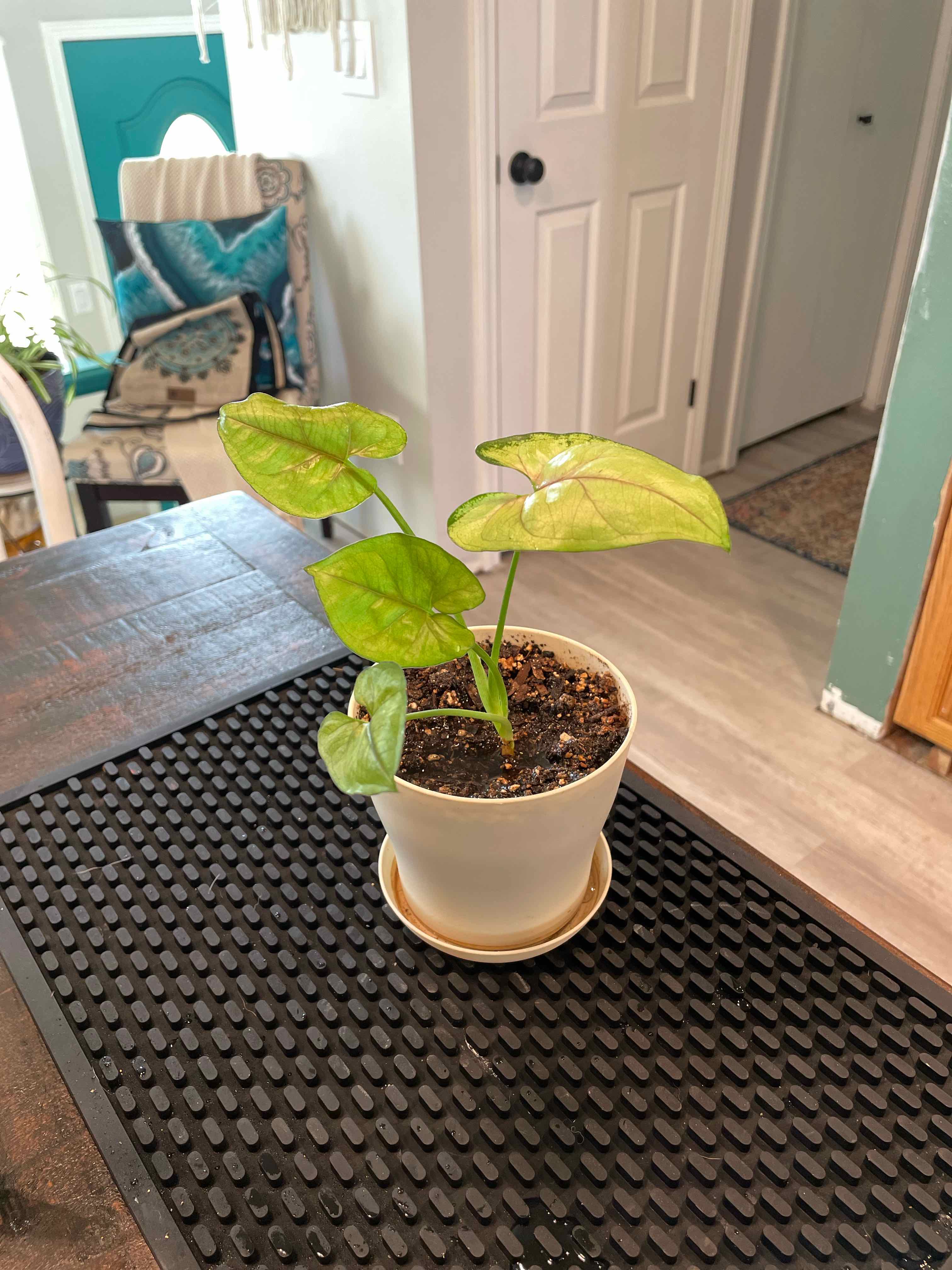 Potted Syngonium 'Berry' plant on a table with vibrant green leaves.